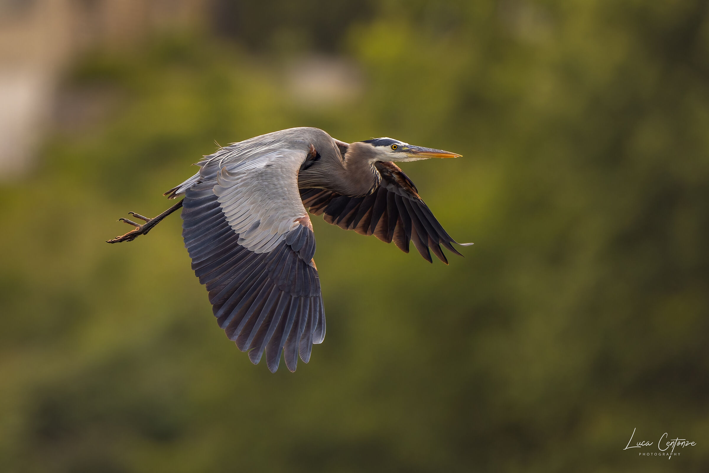 Great Blue Heron (Ardea herodias) in flight ...