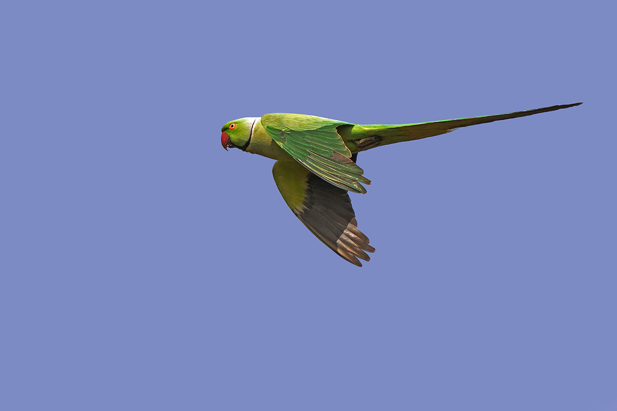 Collared parakeet O-...