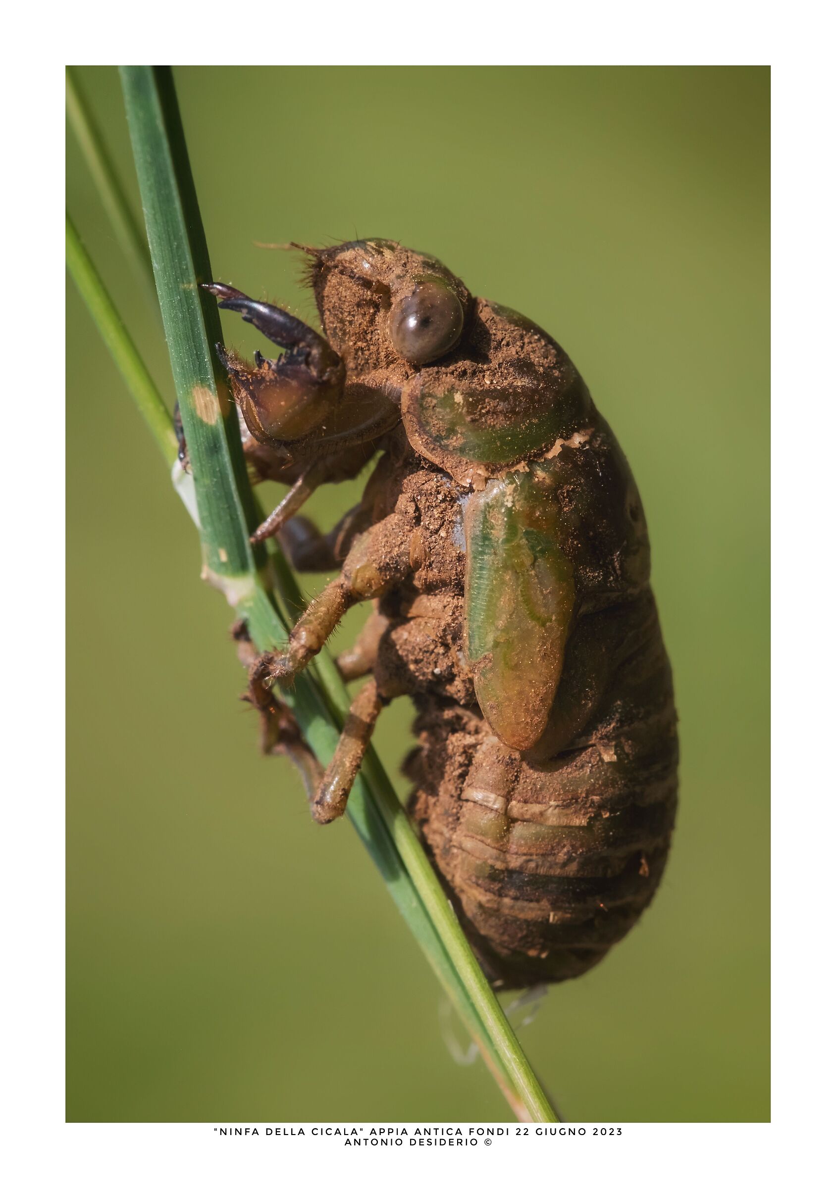 Cicada nymph...