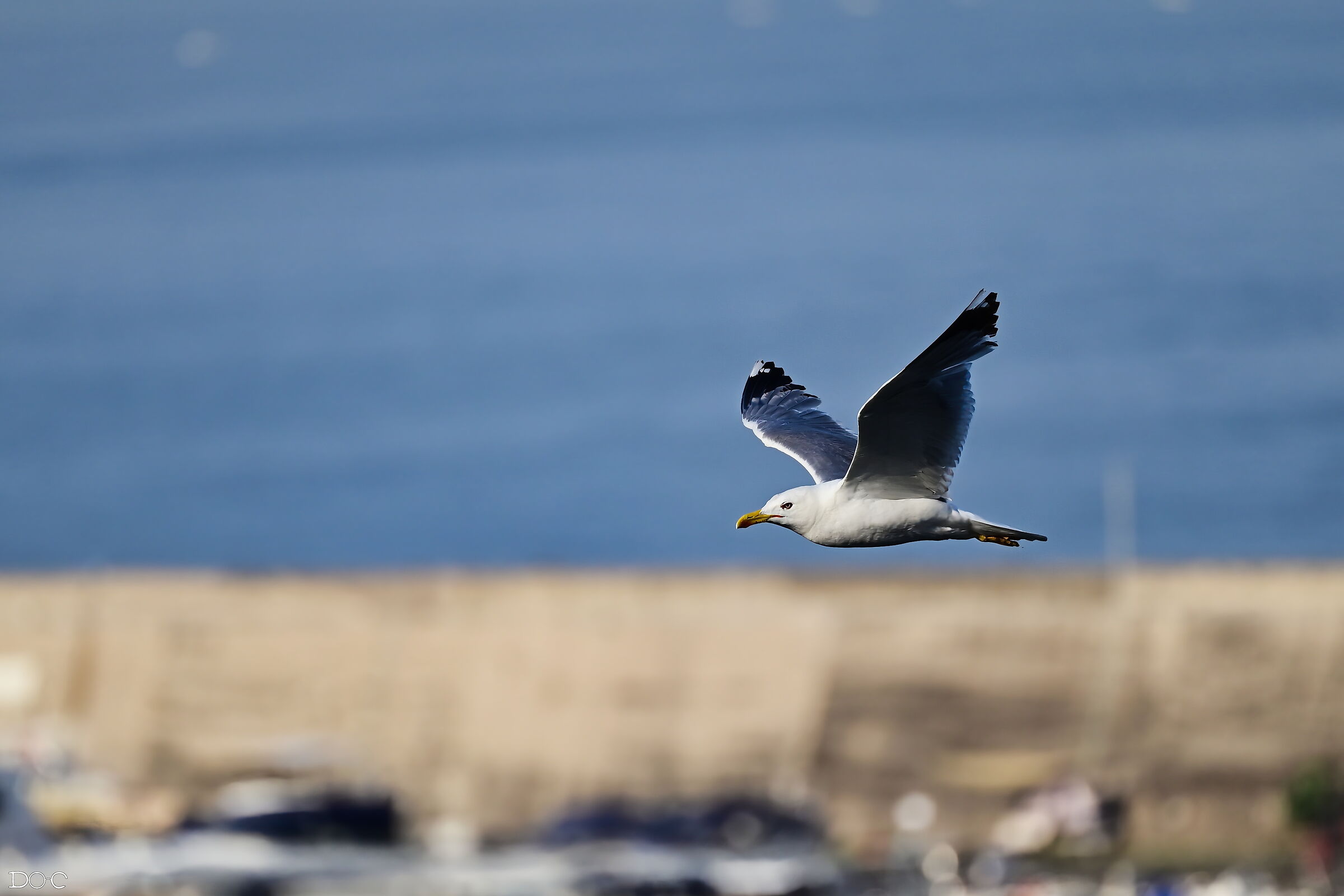 "The higher the seagull flies, the farther it sees."...