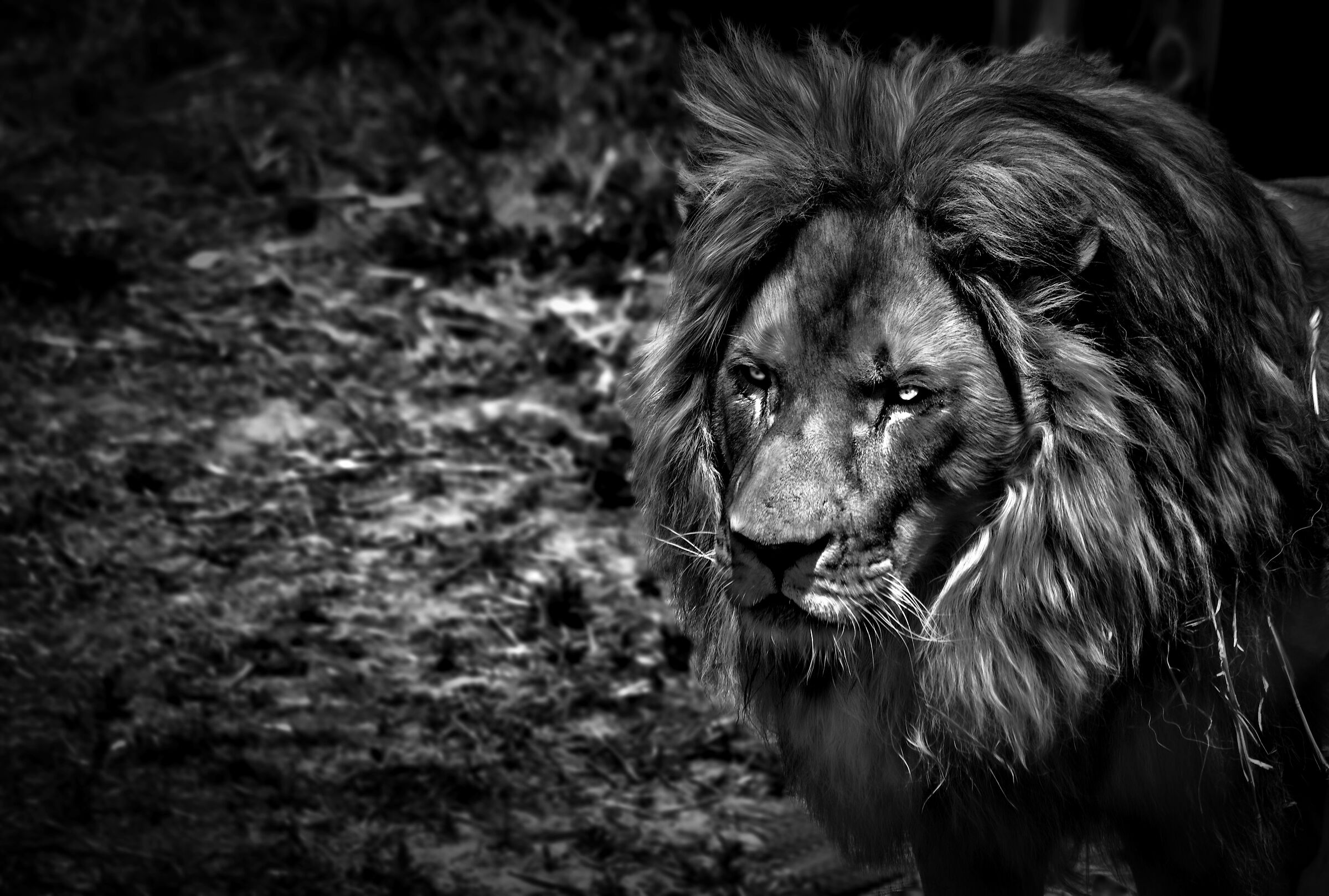 King Lion...