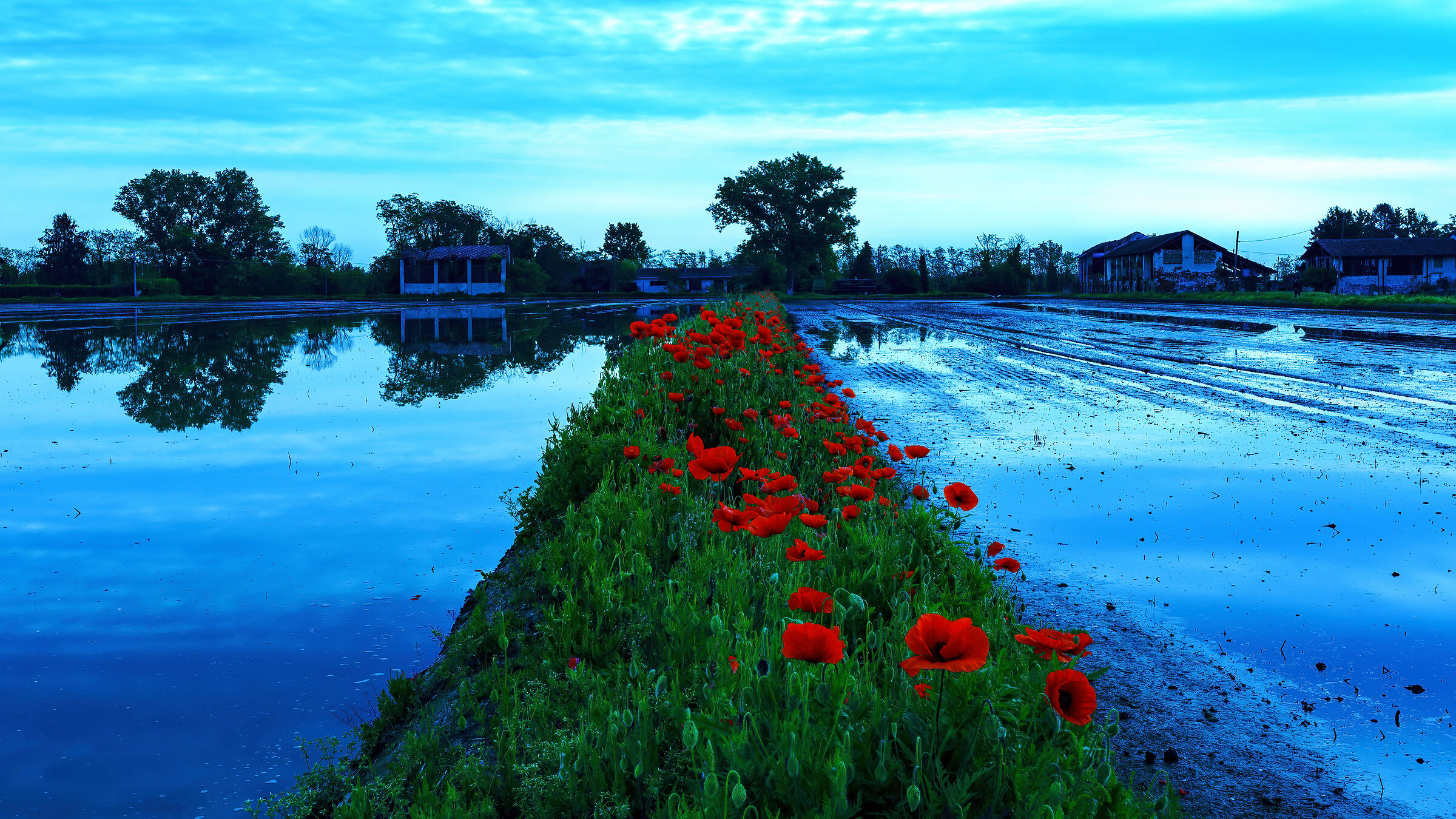 Poppies in blue hour...