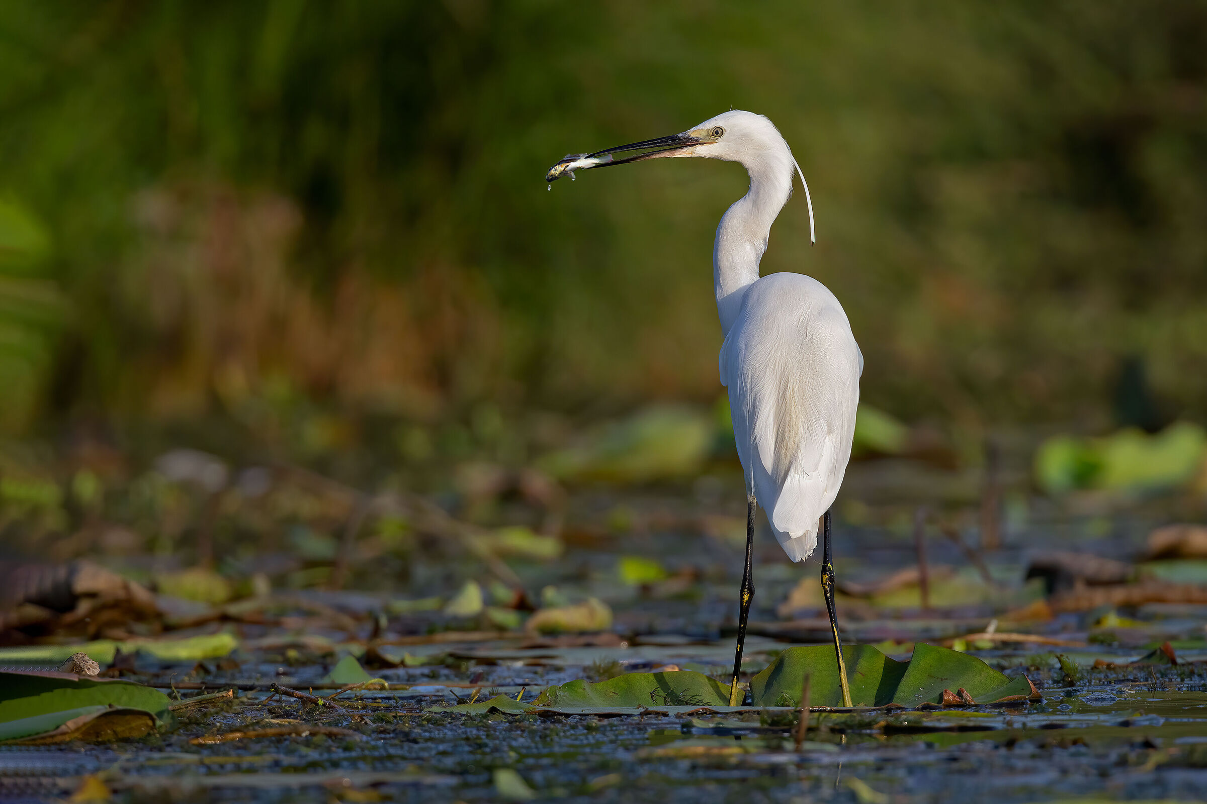 Egret with catch...