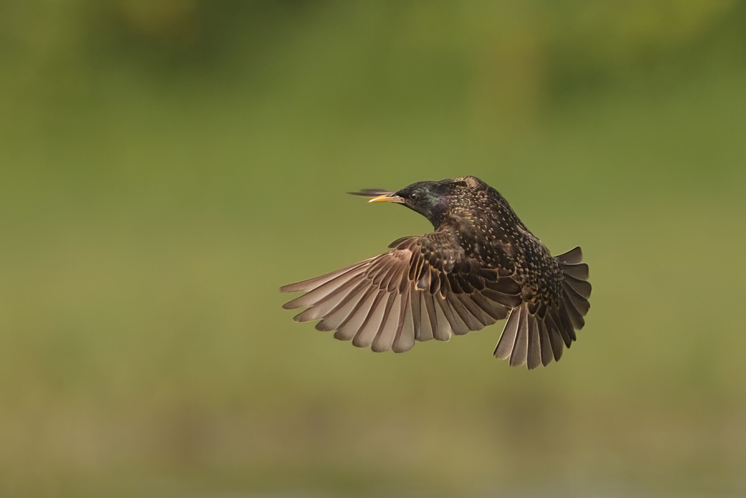 The flight of the starling...