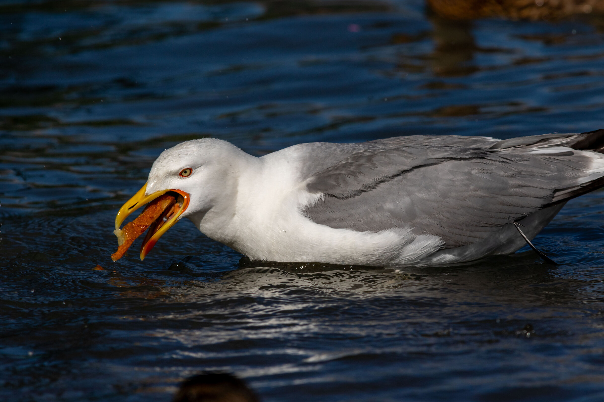 The seagull in love (with his piece of bread)...