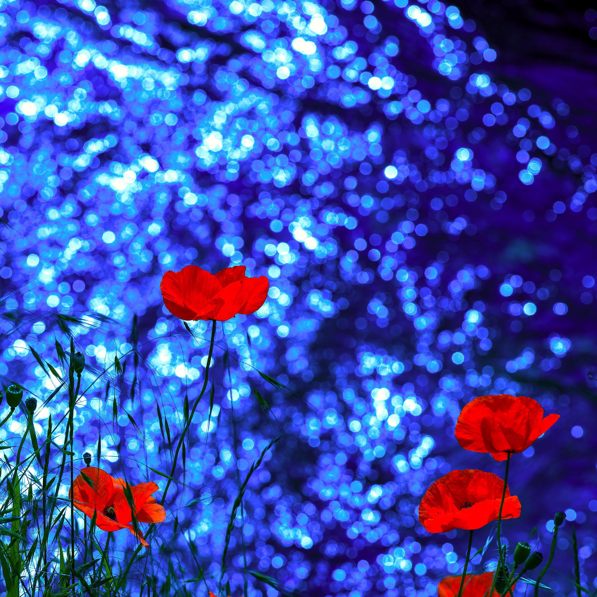 Poppies in the moonlight...