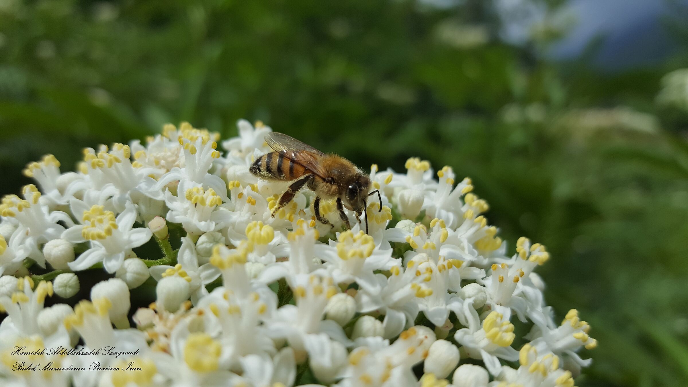 bee in flowers (palem flower)...