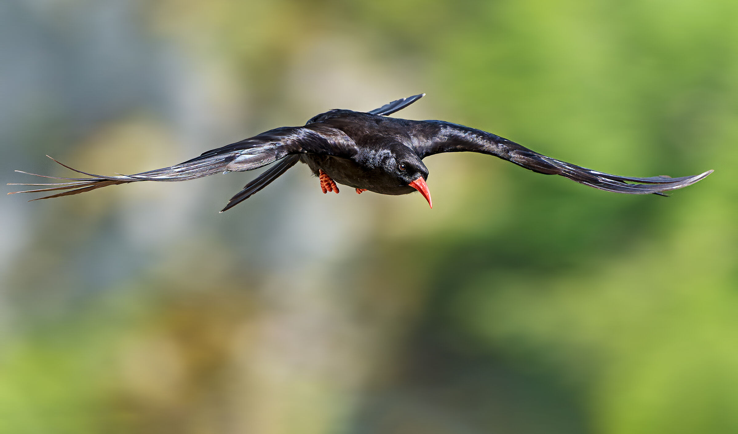 Who are you? - Coral chough...