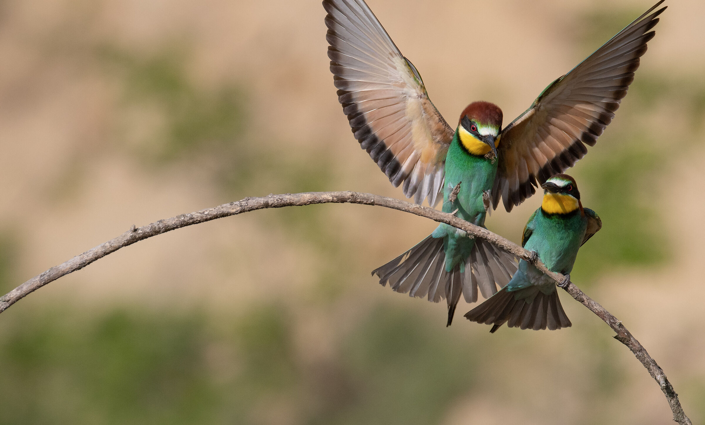 Bee-eaters - The gift 1...