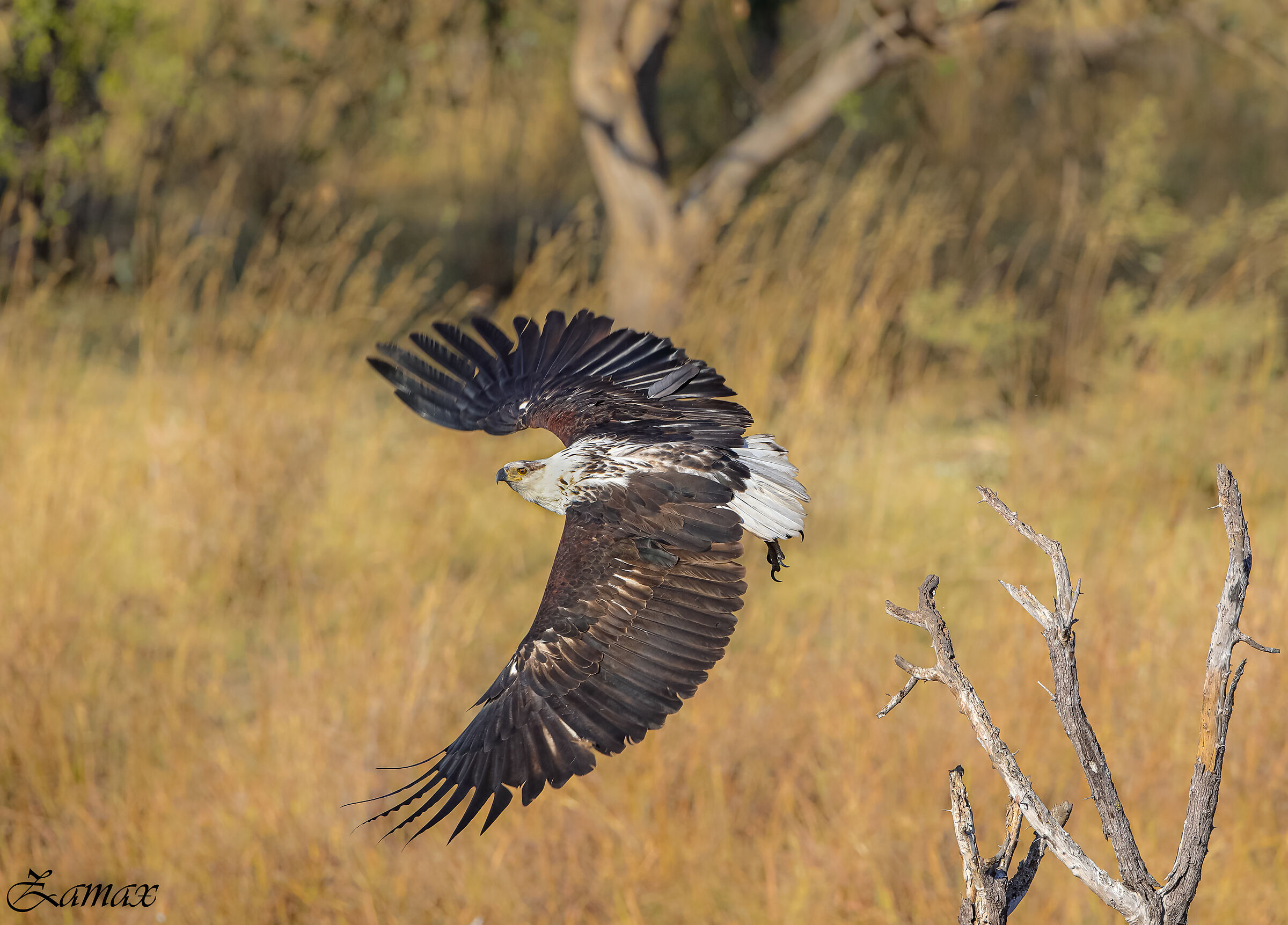 Osprey Eagle...