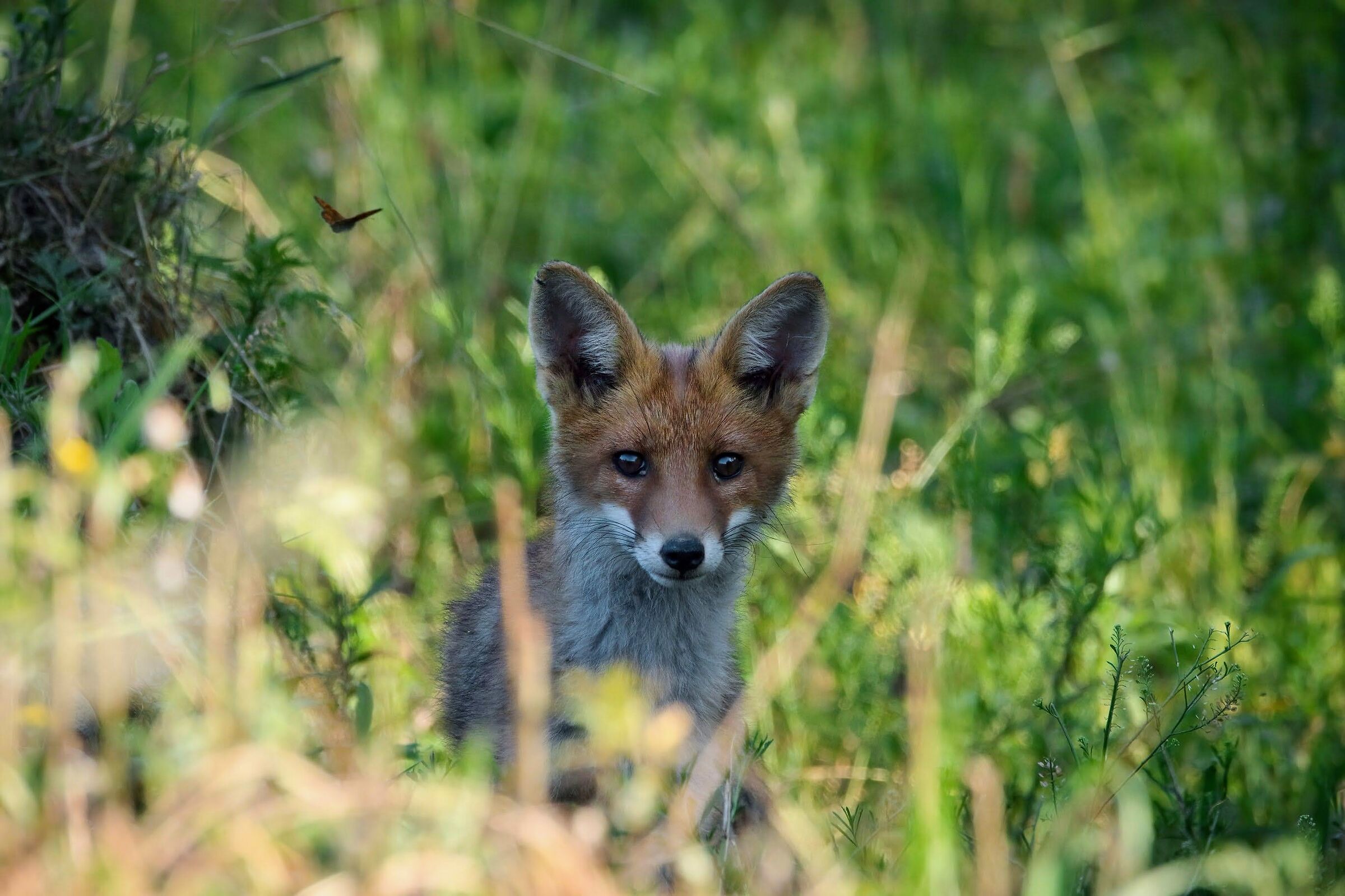 Red fox cub...