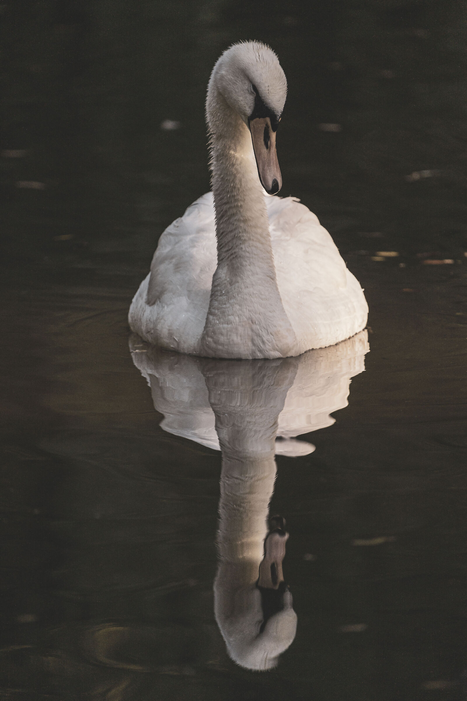 The majesty of the swan ...