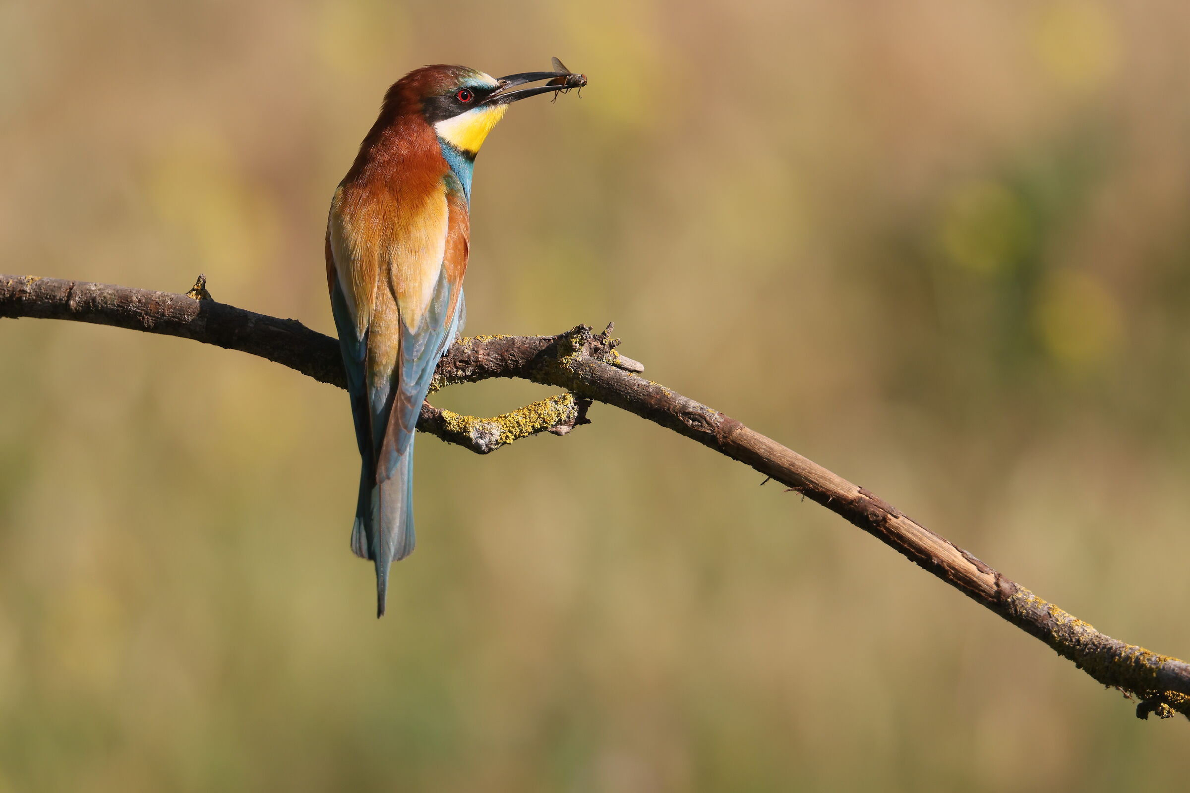 Bee-eater with prey...