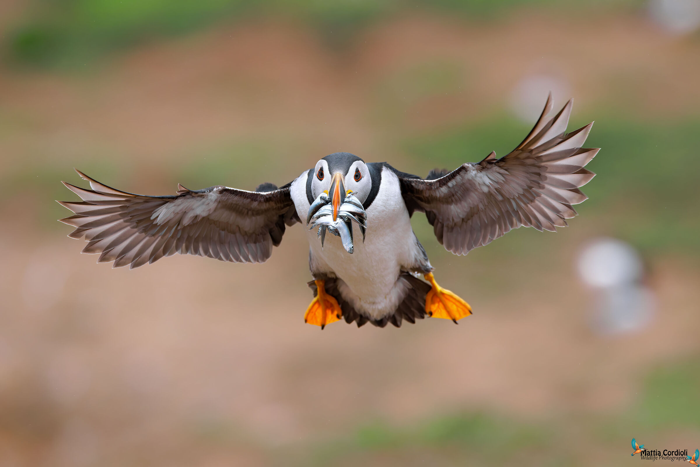 Puffin in flight with prey...