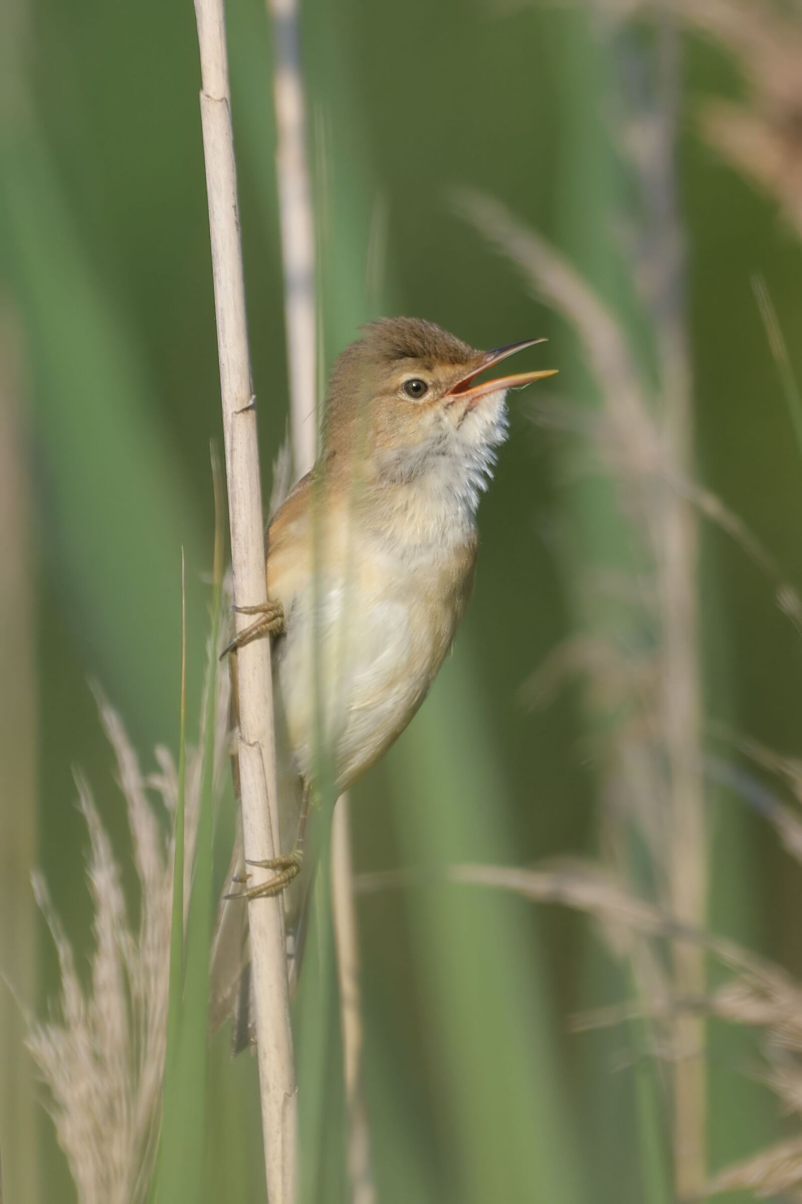 The song of the reed warbler...