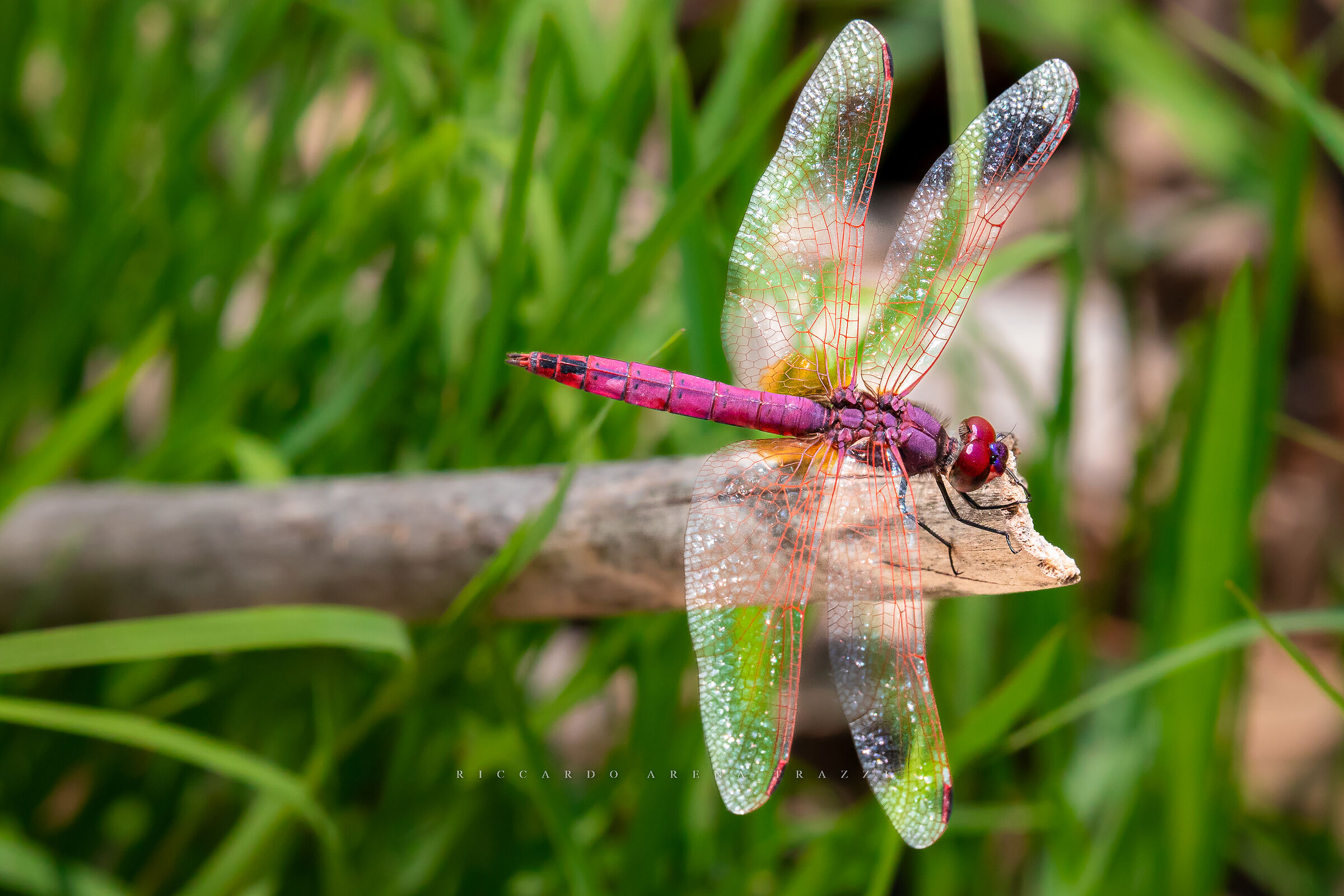 Purple dragonfly...