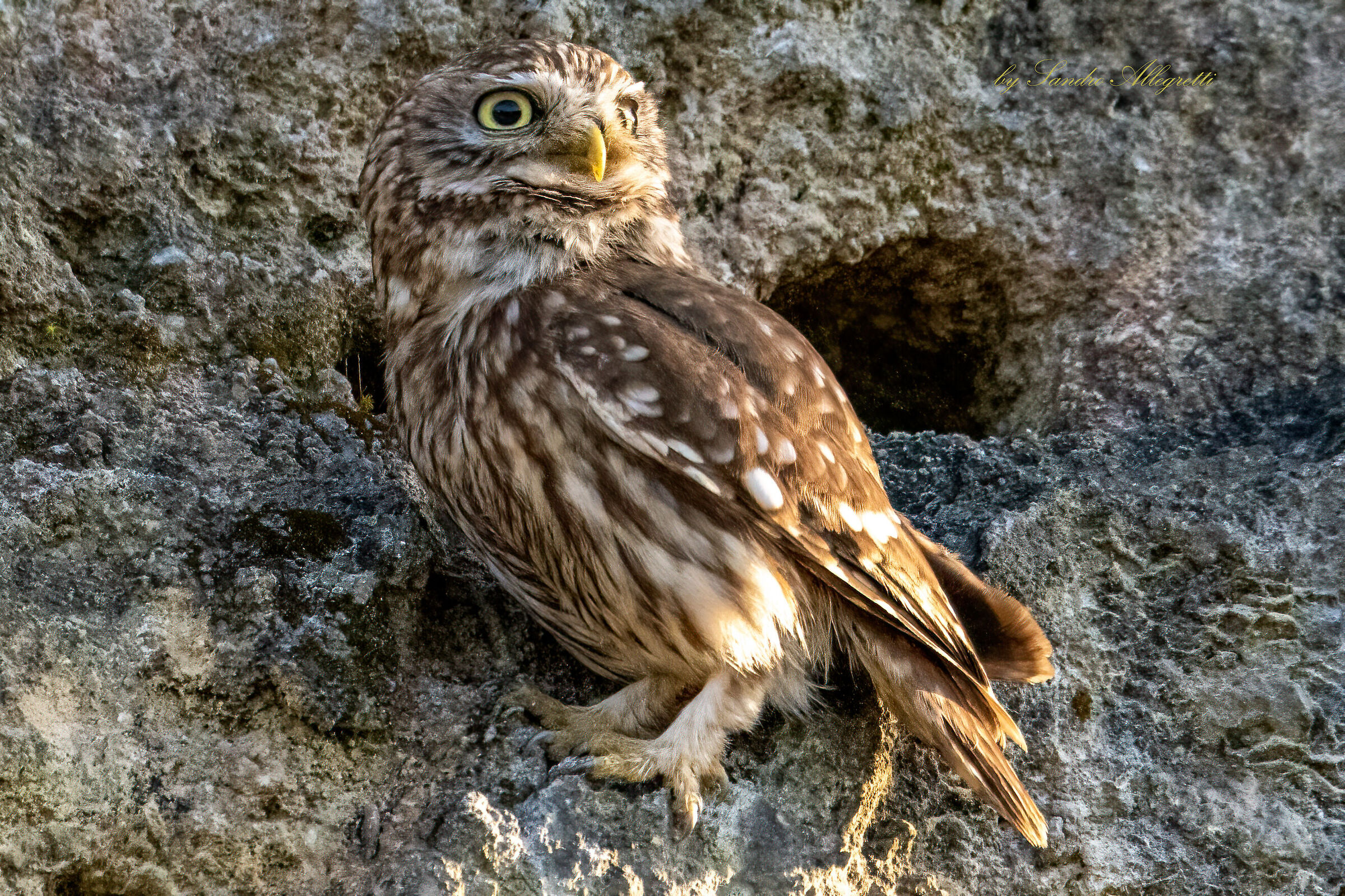 The owl (Athene noctua)...