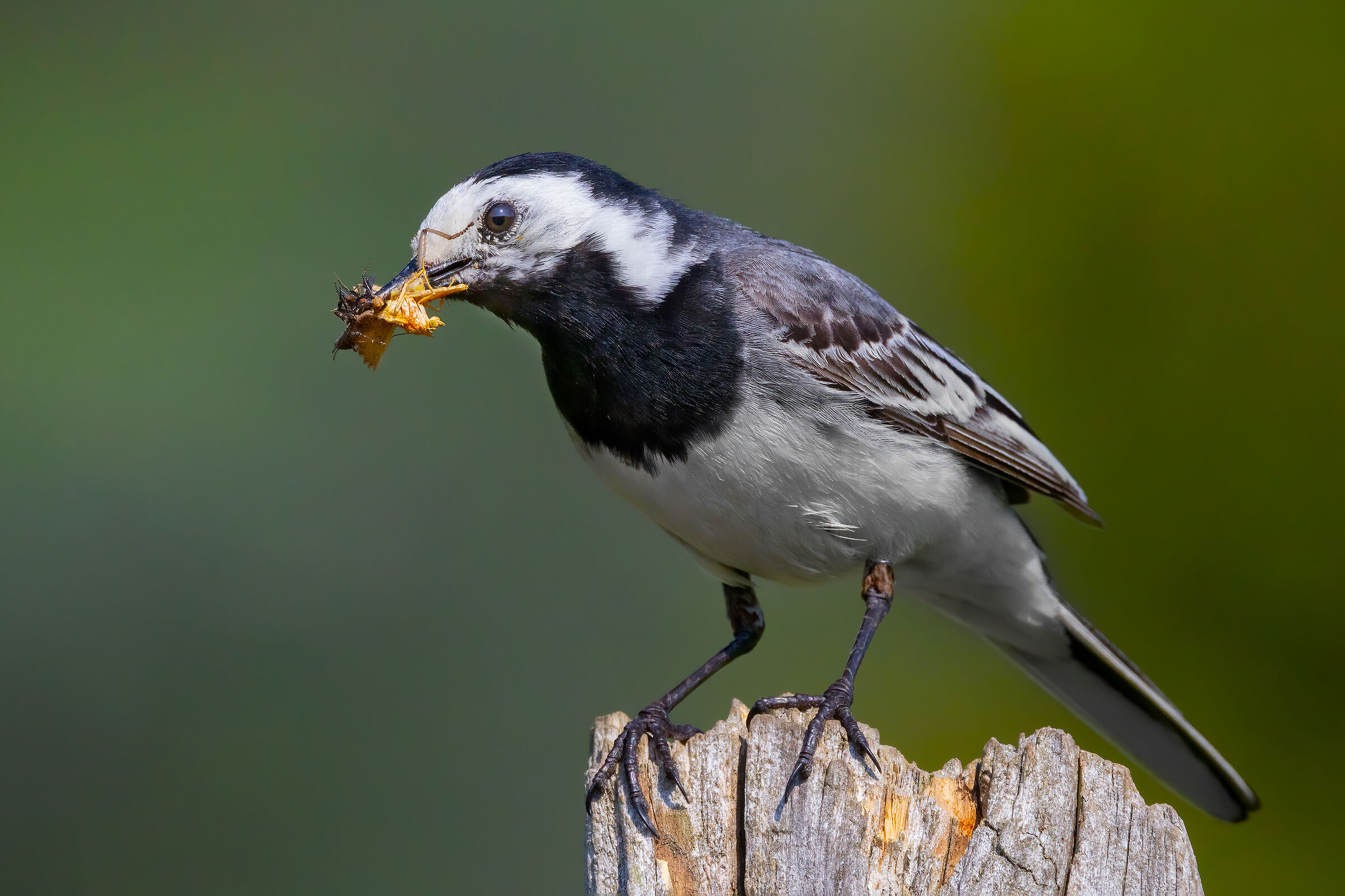 White wagtail with catching insects...