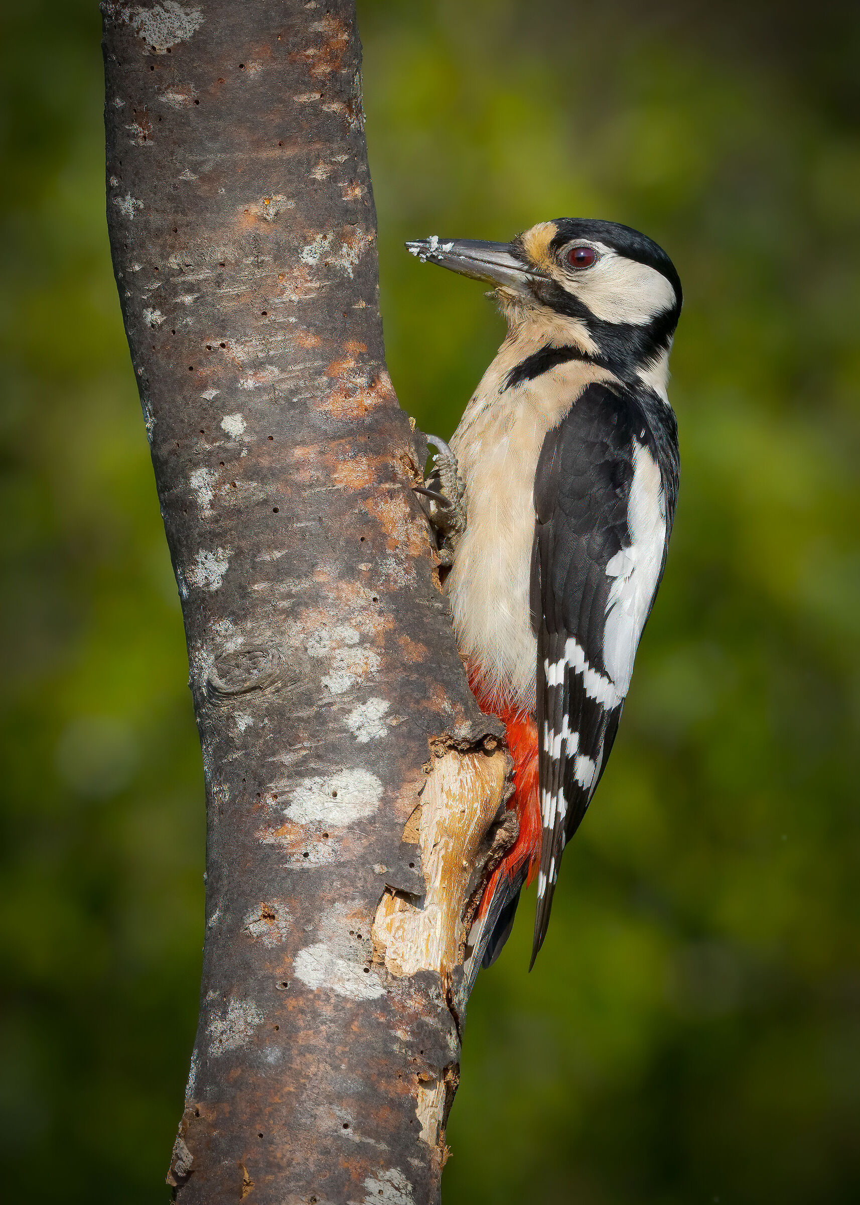 Greater spotted woodpecker female...