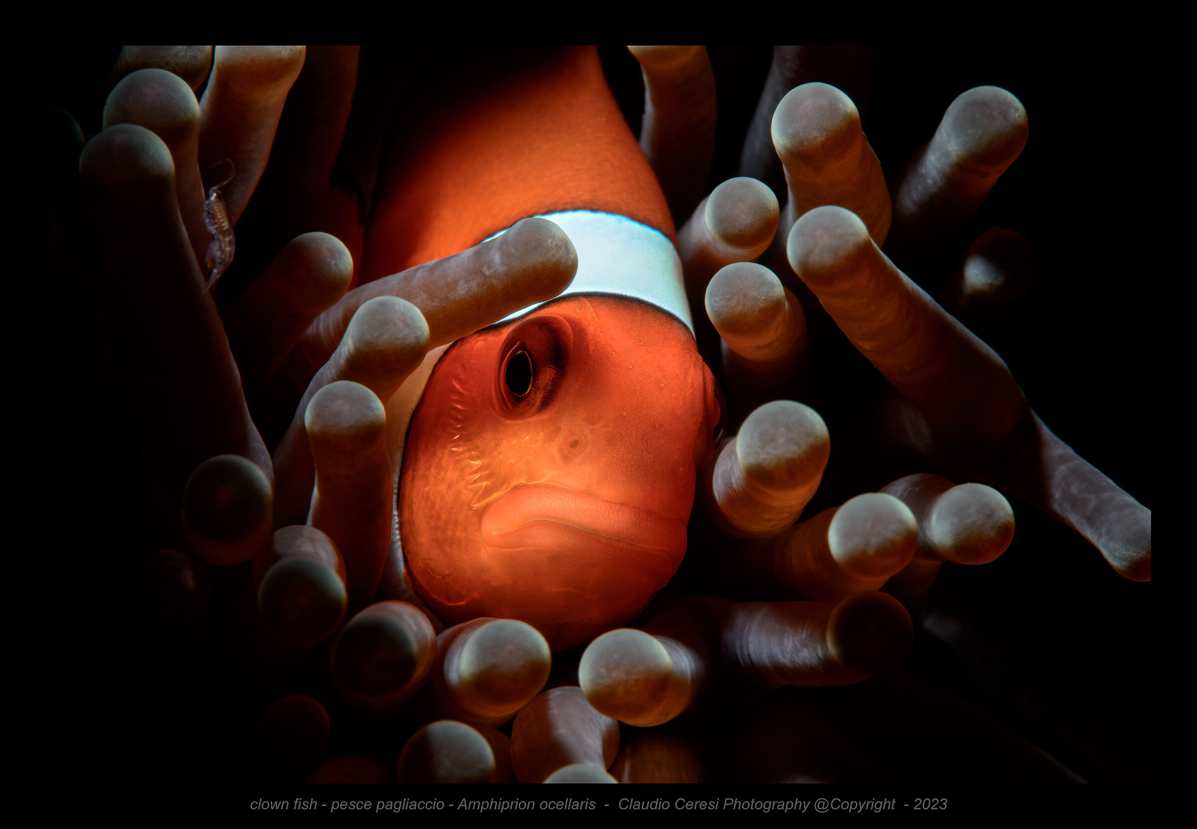 pesce pagliaccio nell'anemone...
