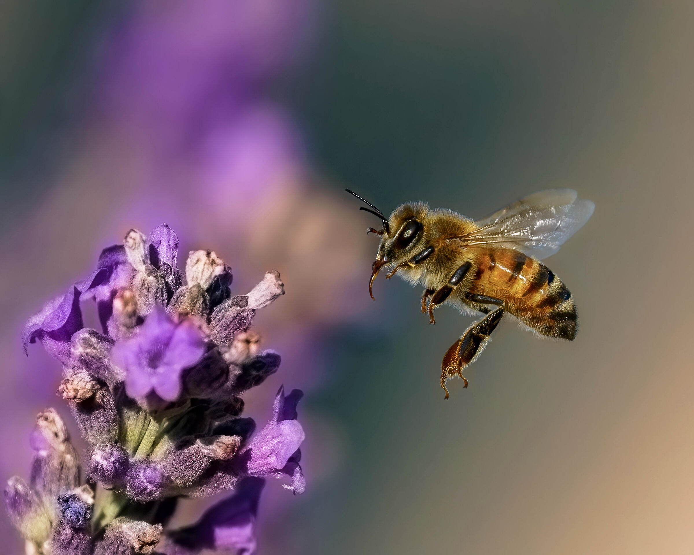 Bee on Lavender flowers...