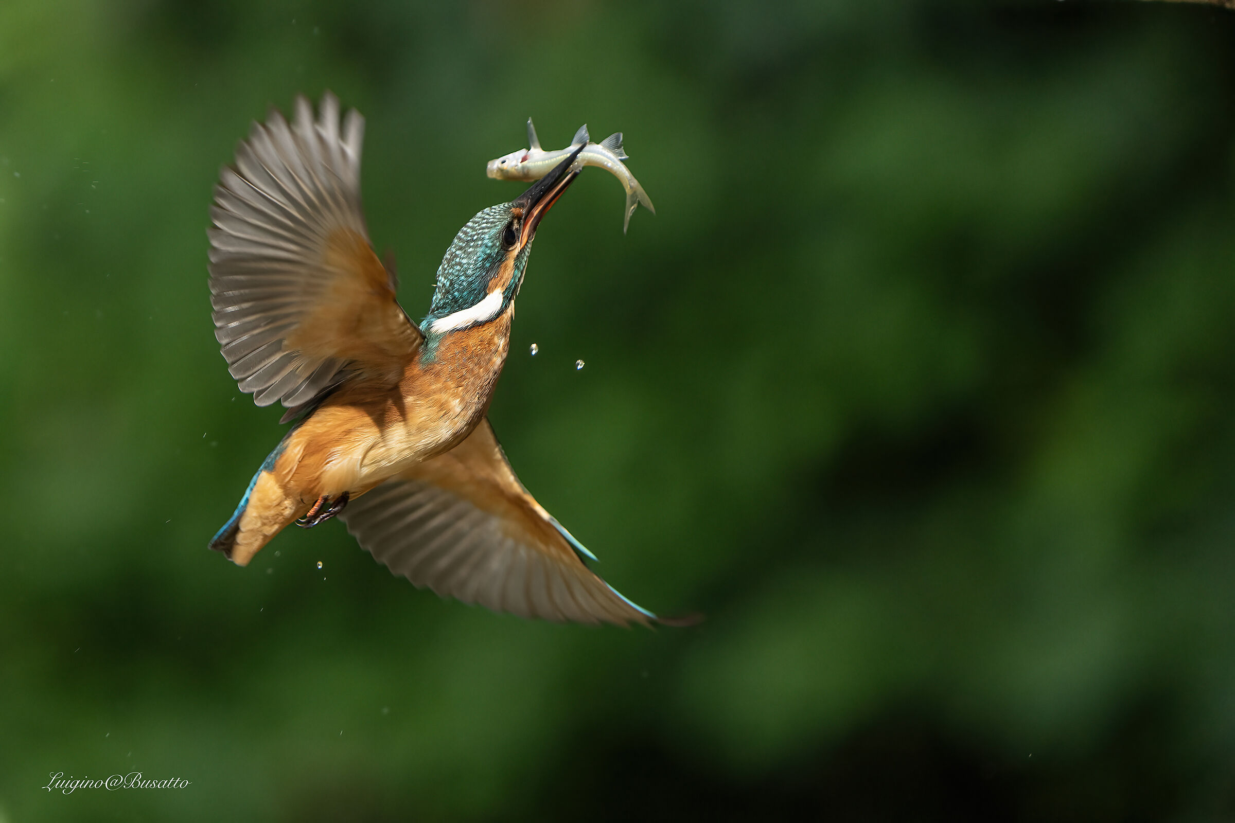 Young kingfisher first prey ...