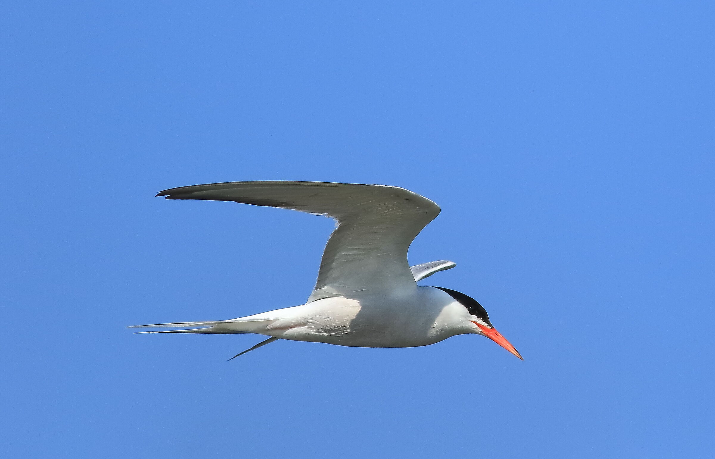 Tern in flight...