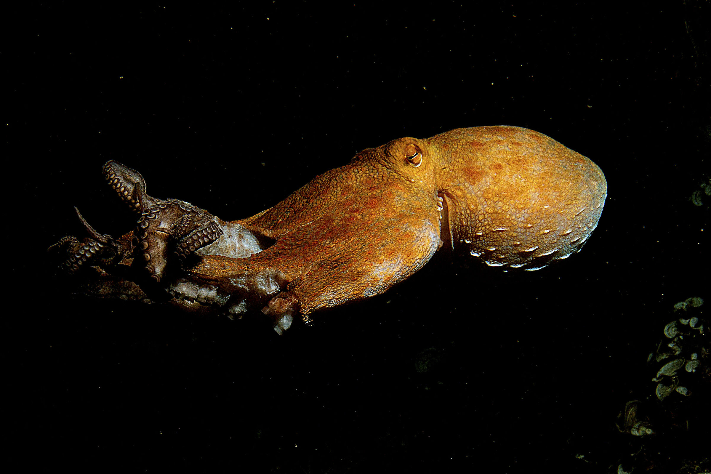 Octopus at night...