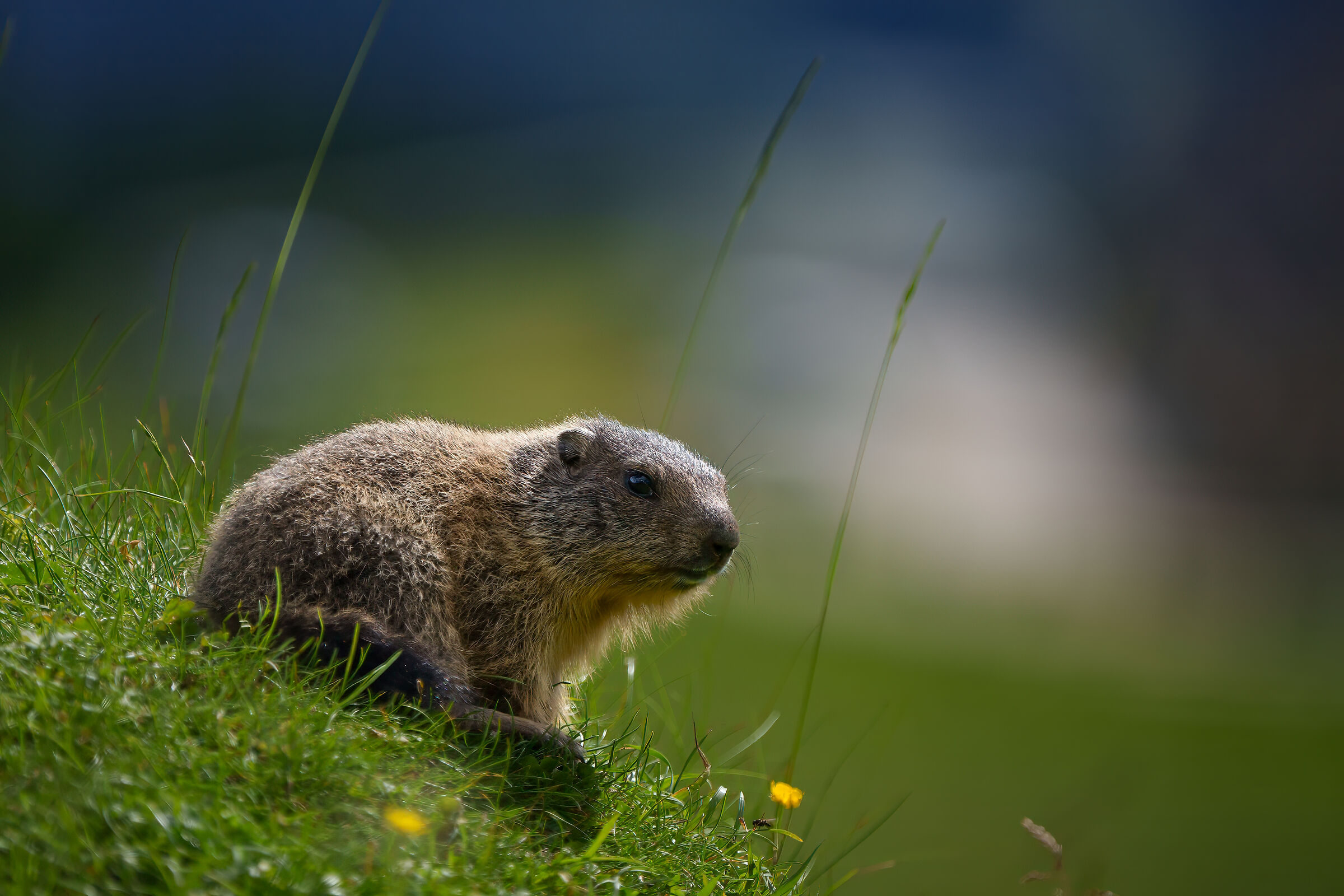 Young marmot...