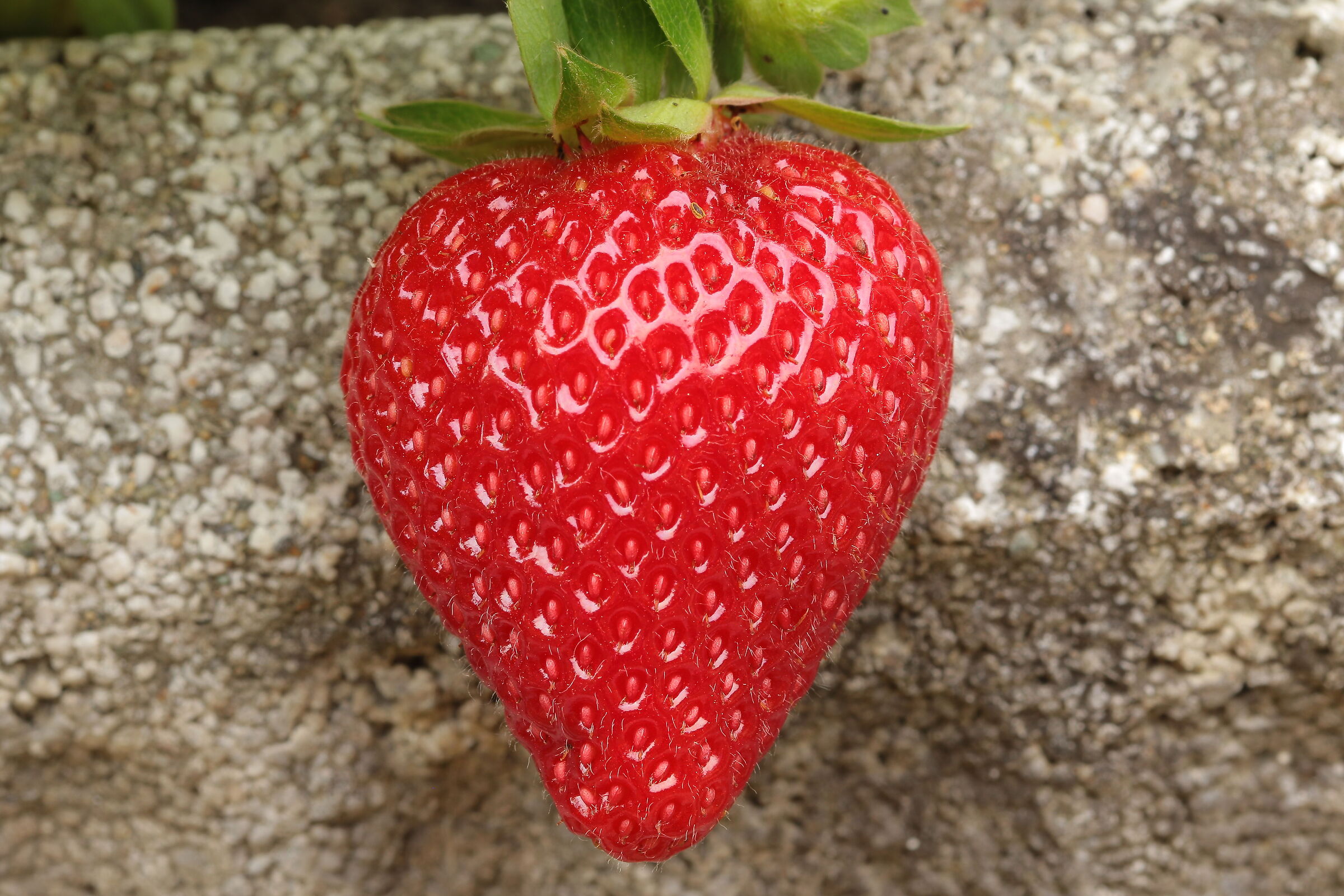 strawberry in my garden Cesano M. 29/06/2023...