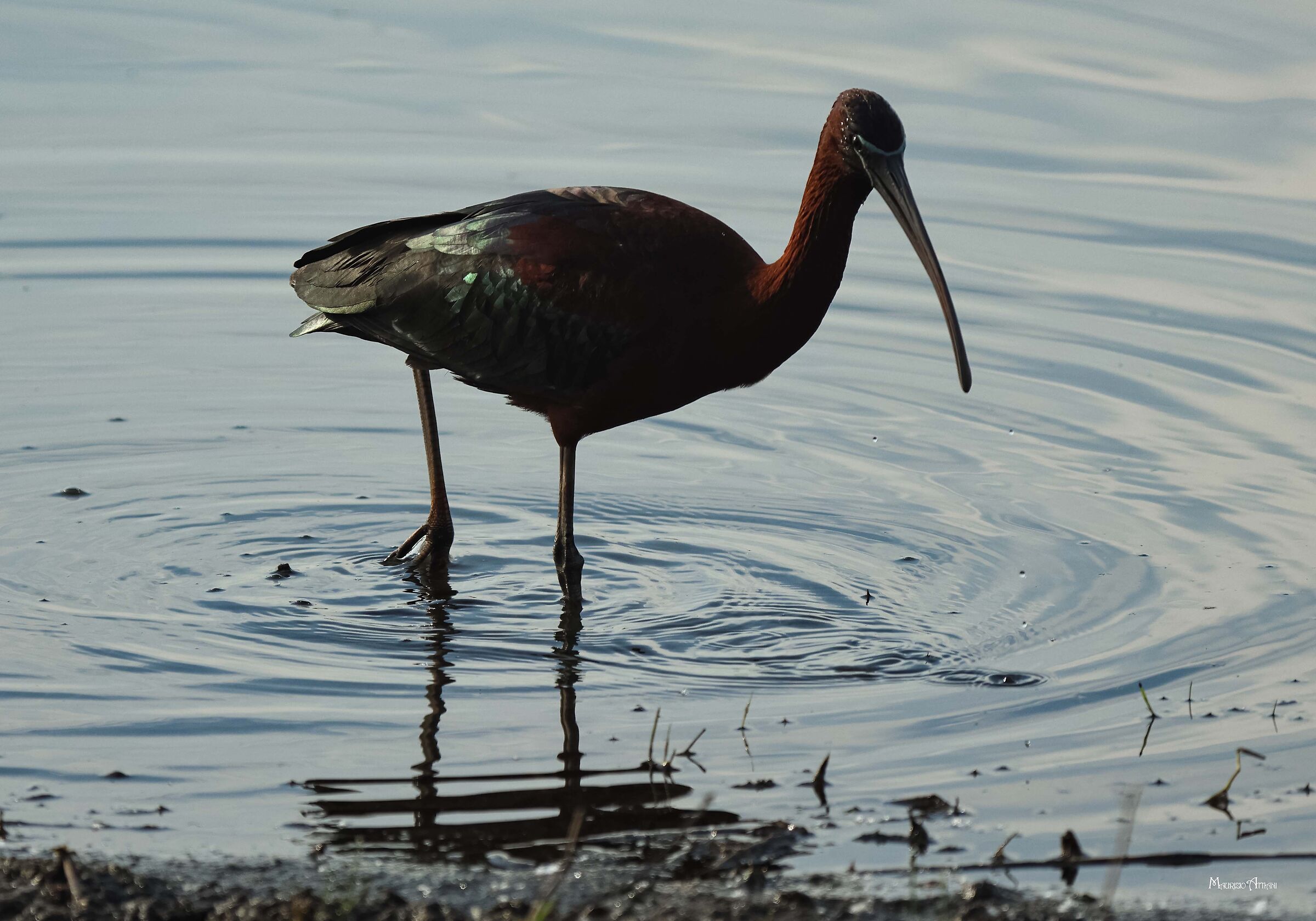 Glossy ibis ...