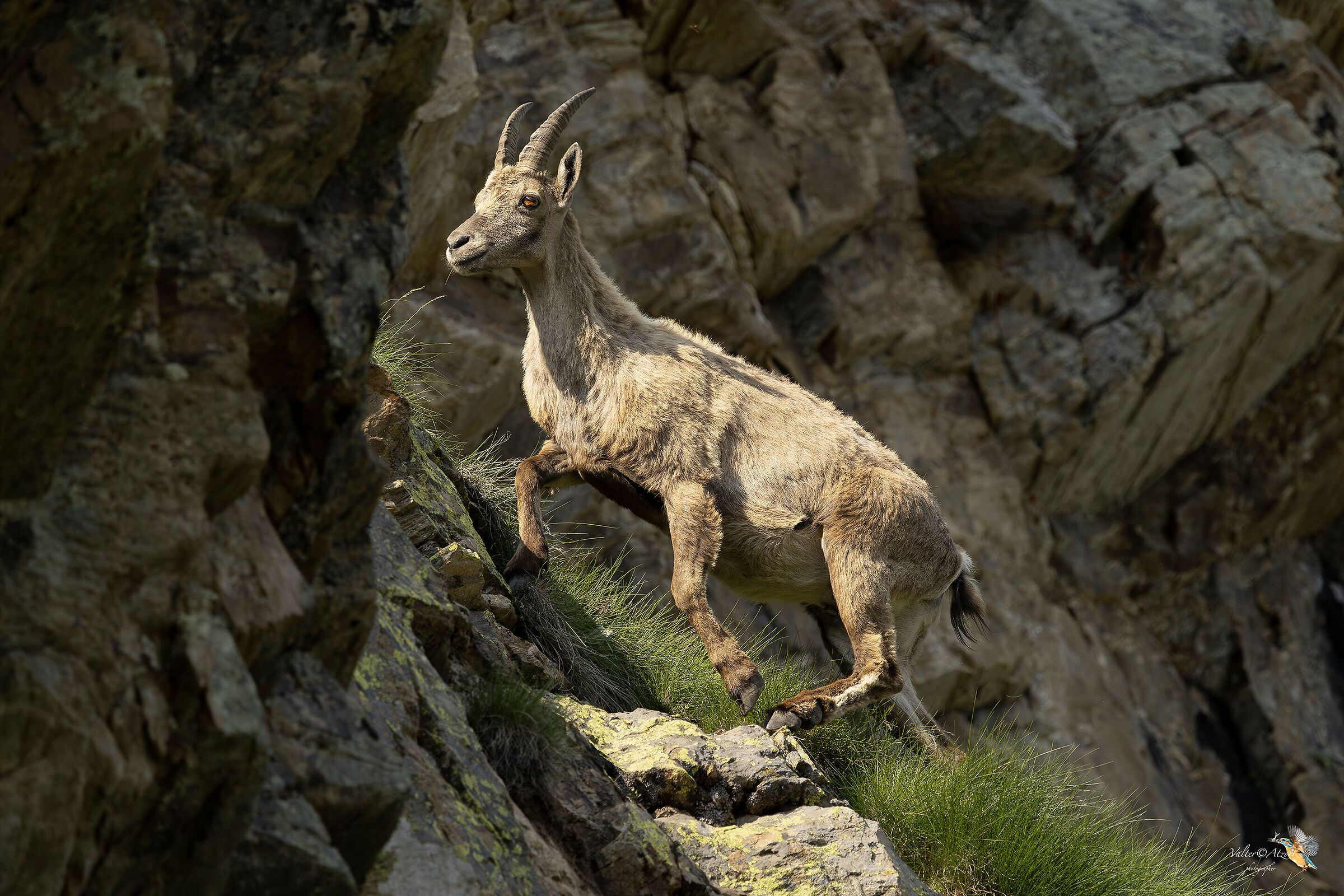 Young female ibex...