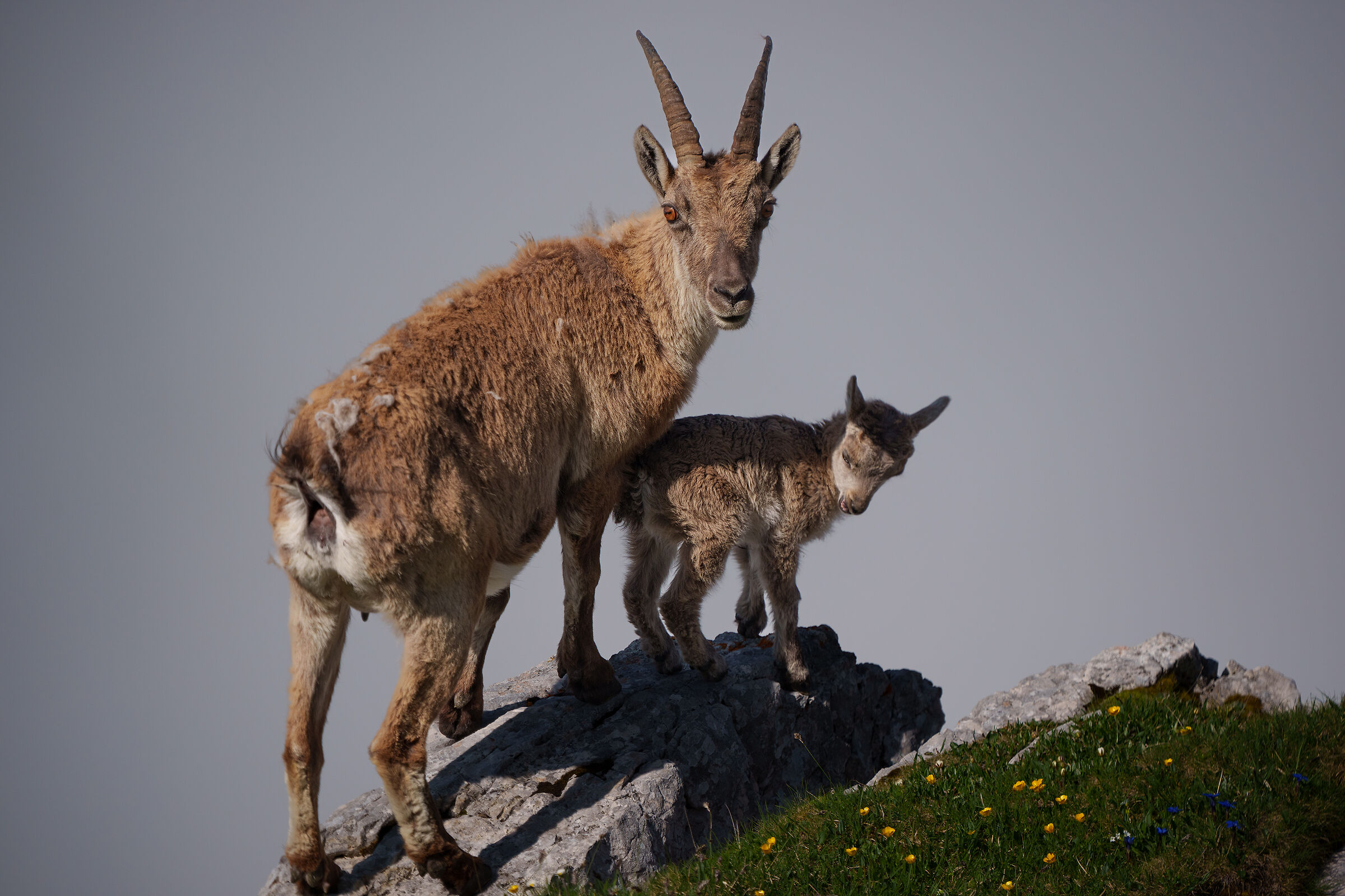 Mother and baby ibex...