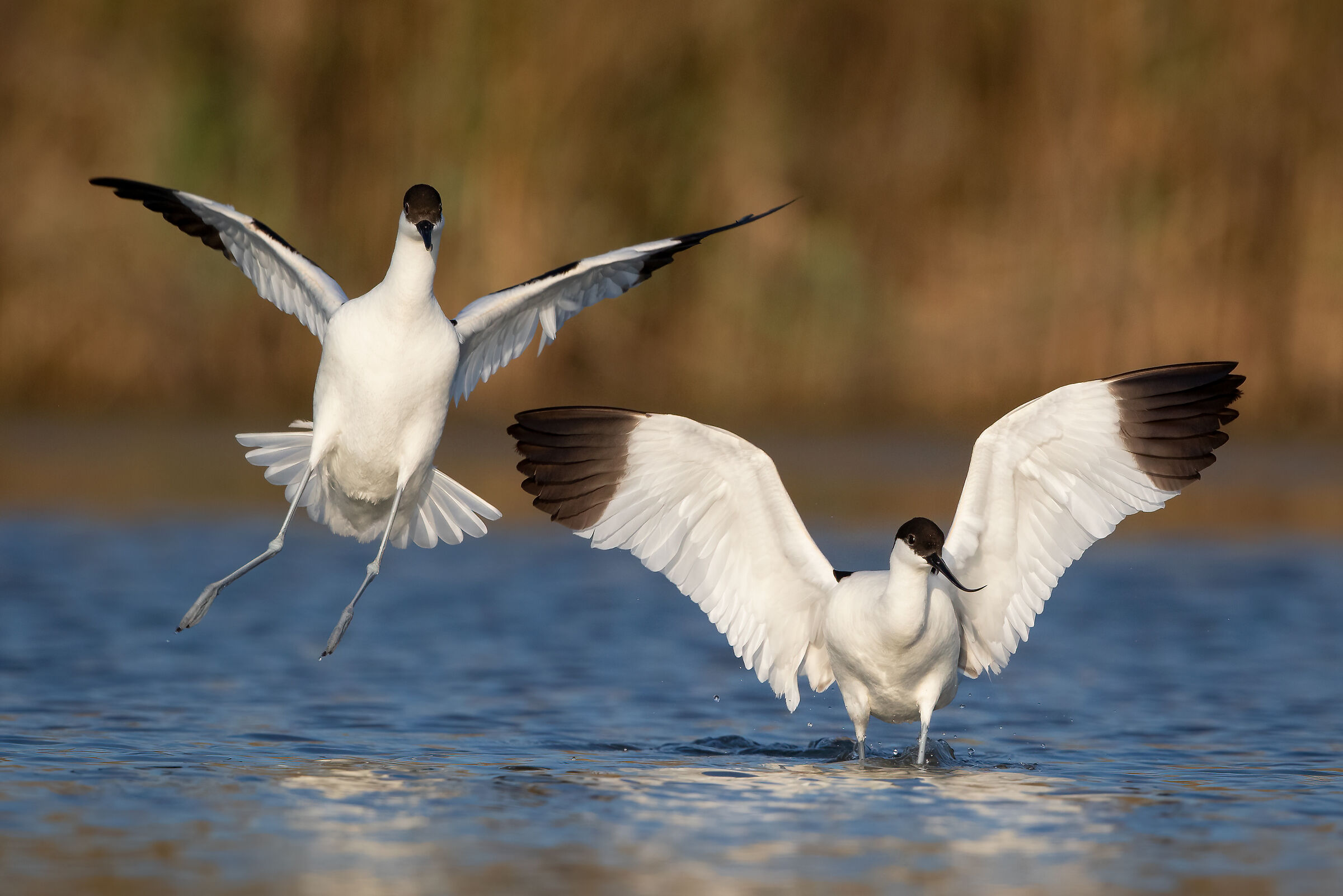 The avocets...
