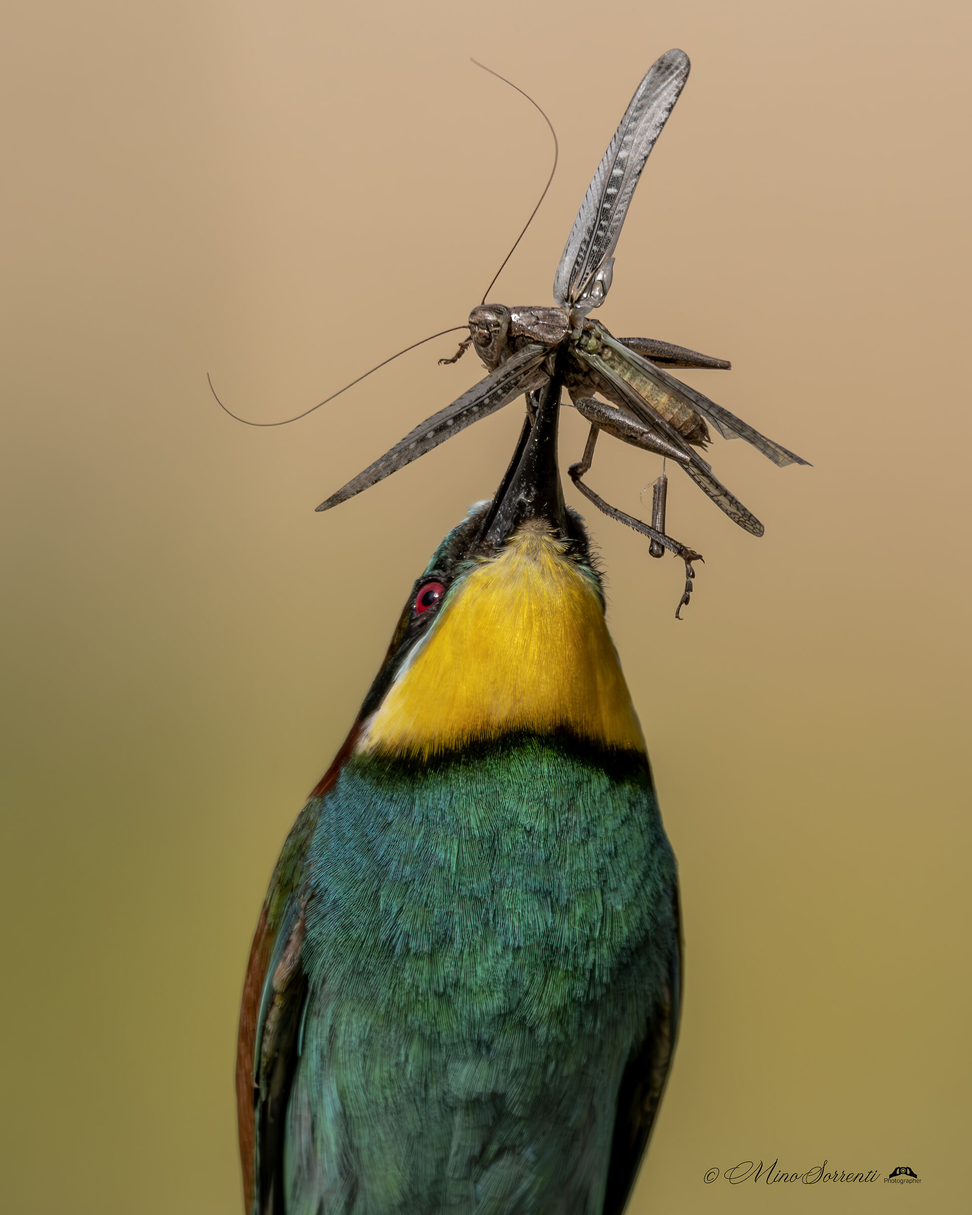 Bee-eater towards grasshopper!...