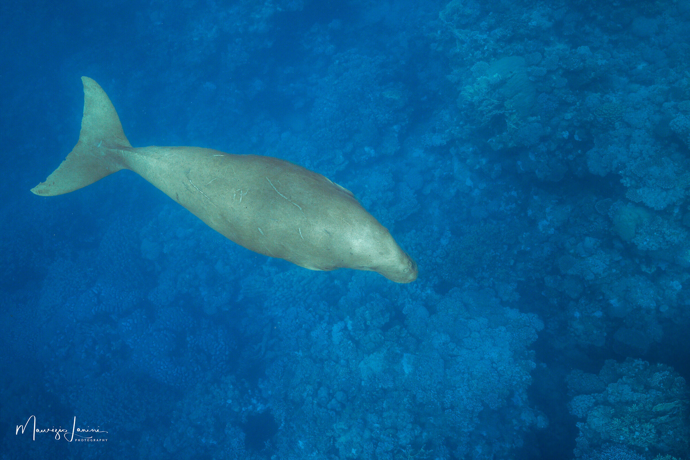 Elusive dugong...