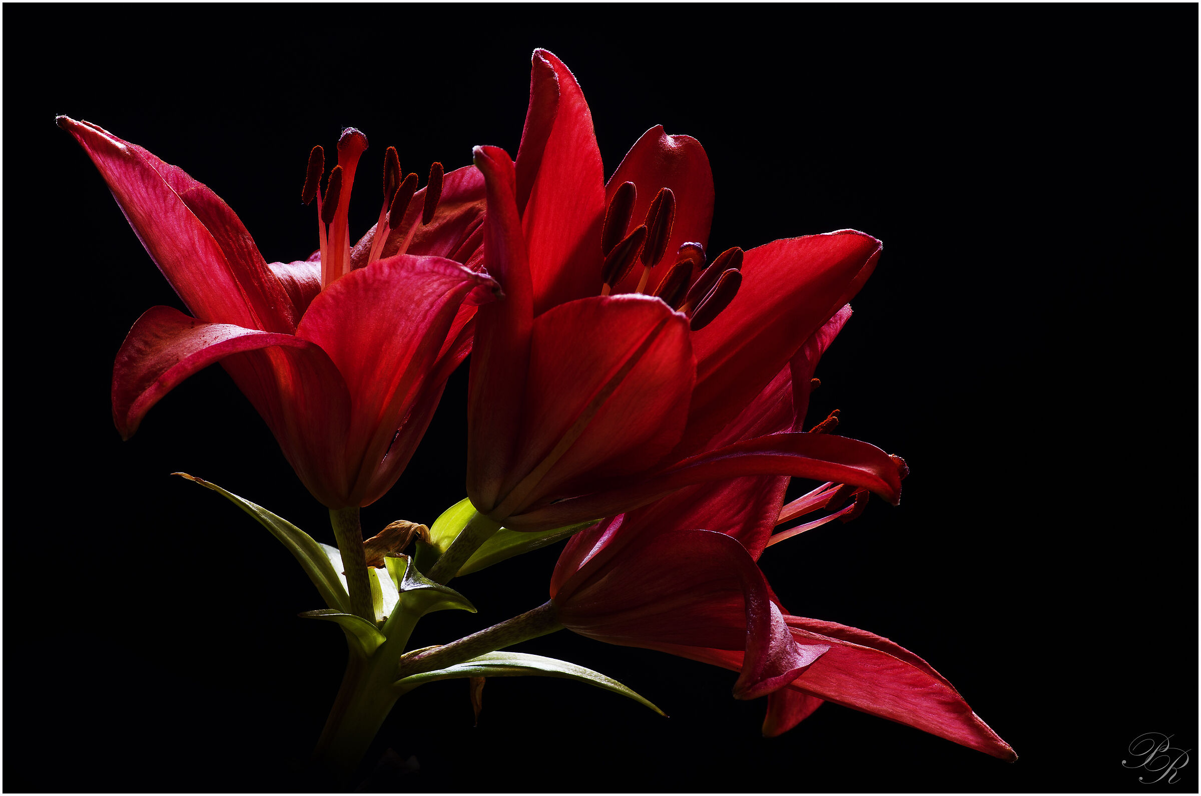 The red lily...