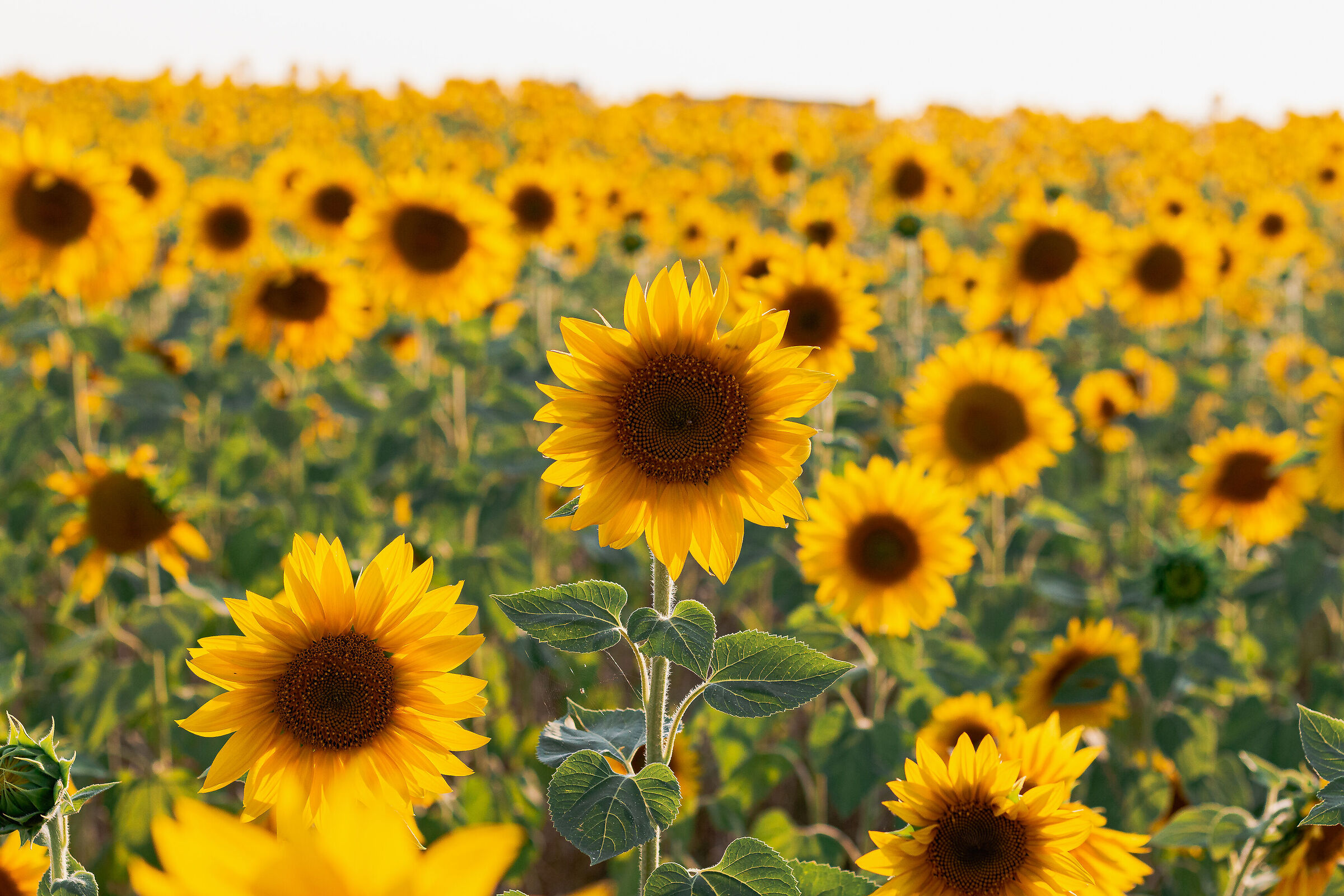Sunflowerd...