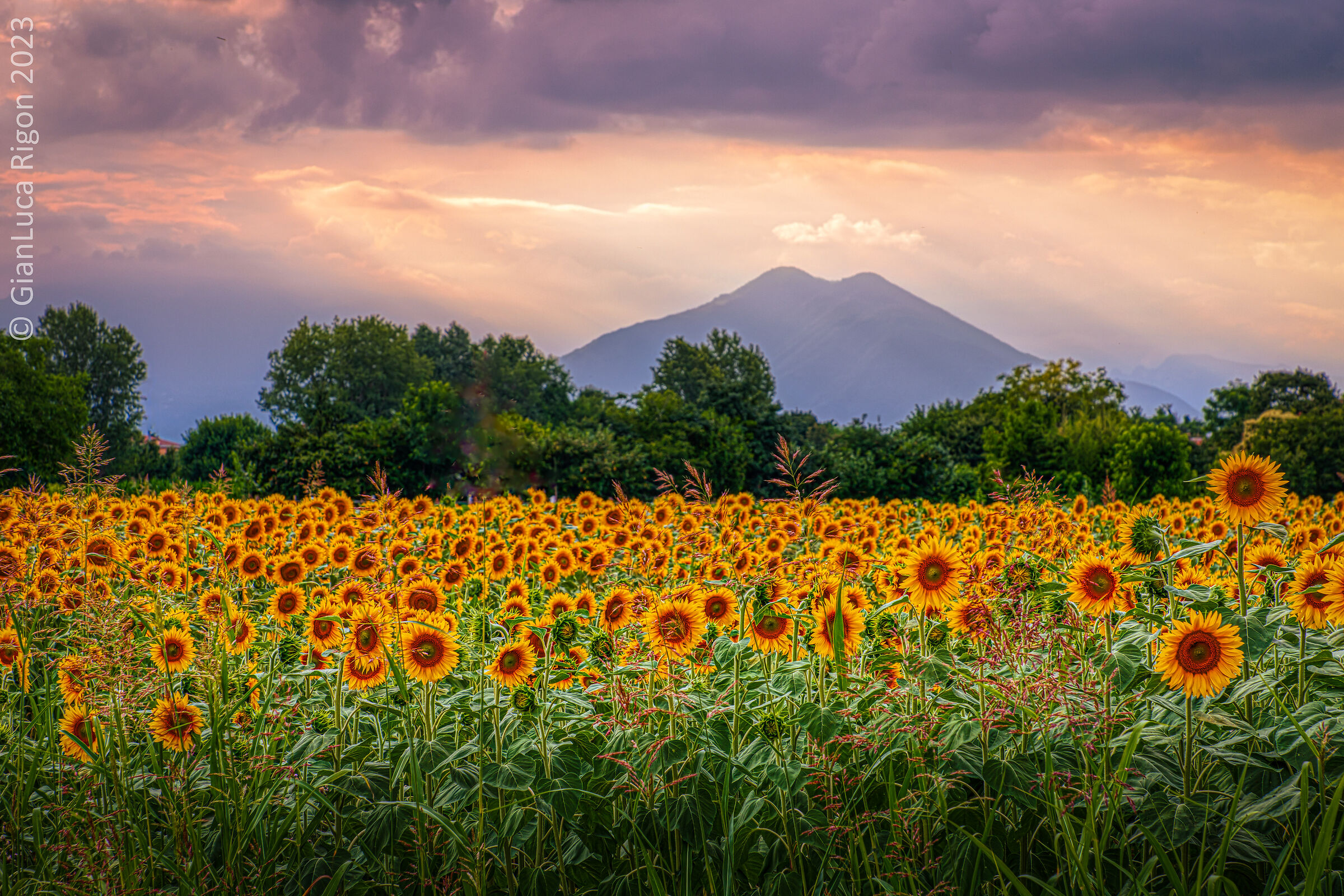 Sunflowers and Mount Summano...