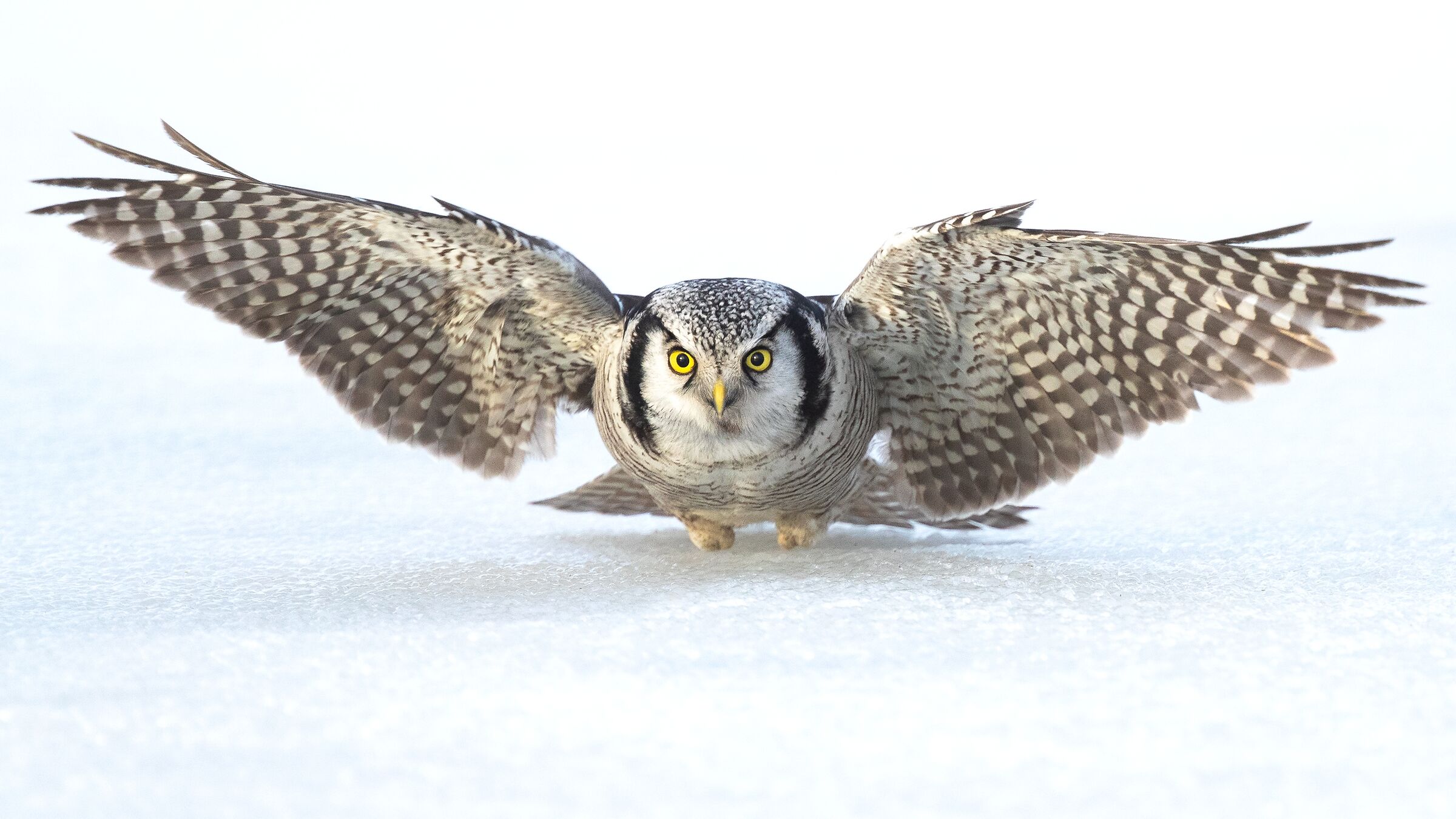 Northern Hawk Owl...