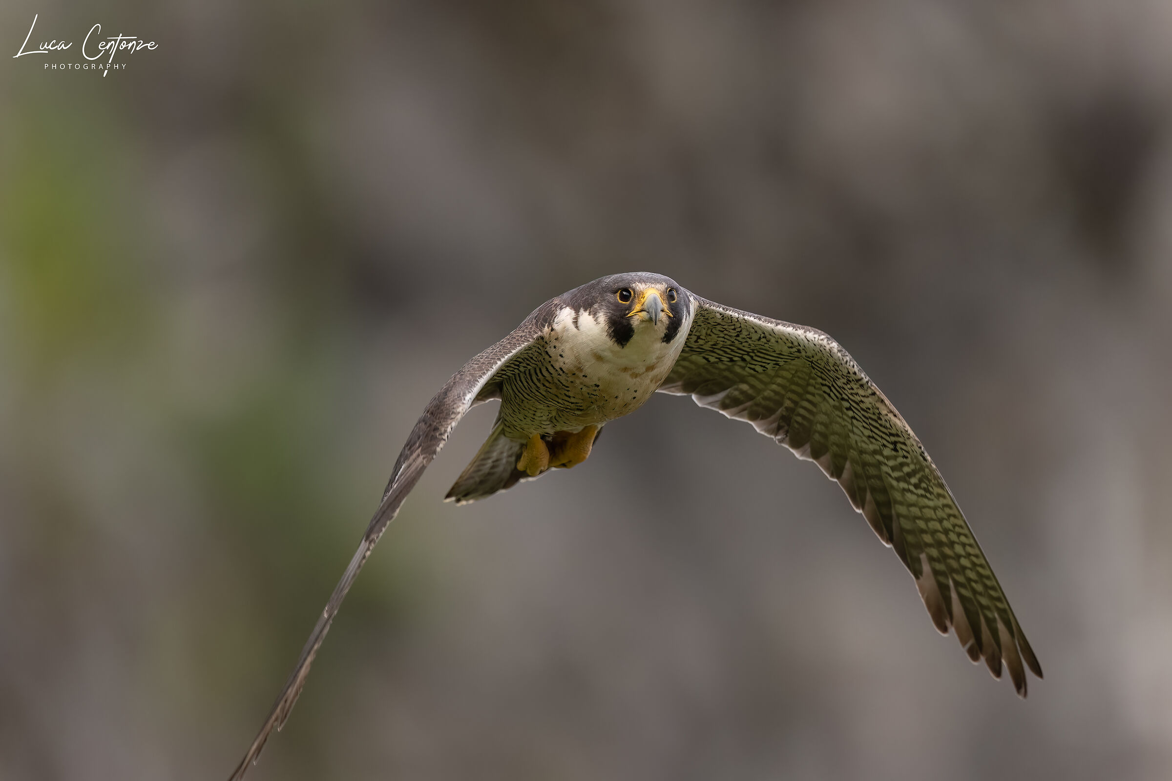 Peregrine falcon (Falco peregrinus)...