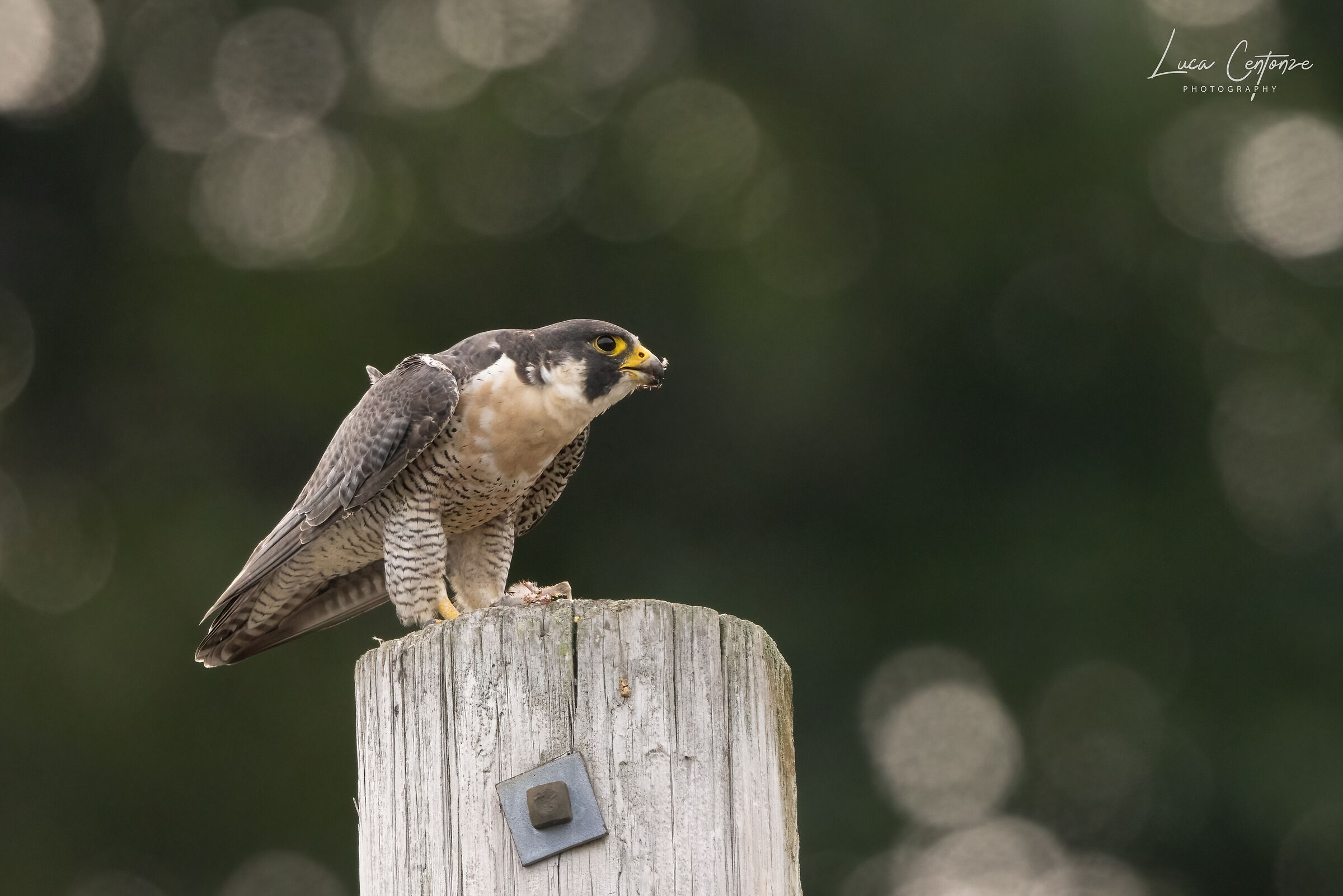 Peregrine falcon (Falco peregrinus) male with prey...