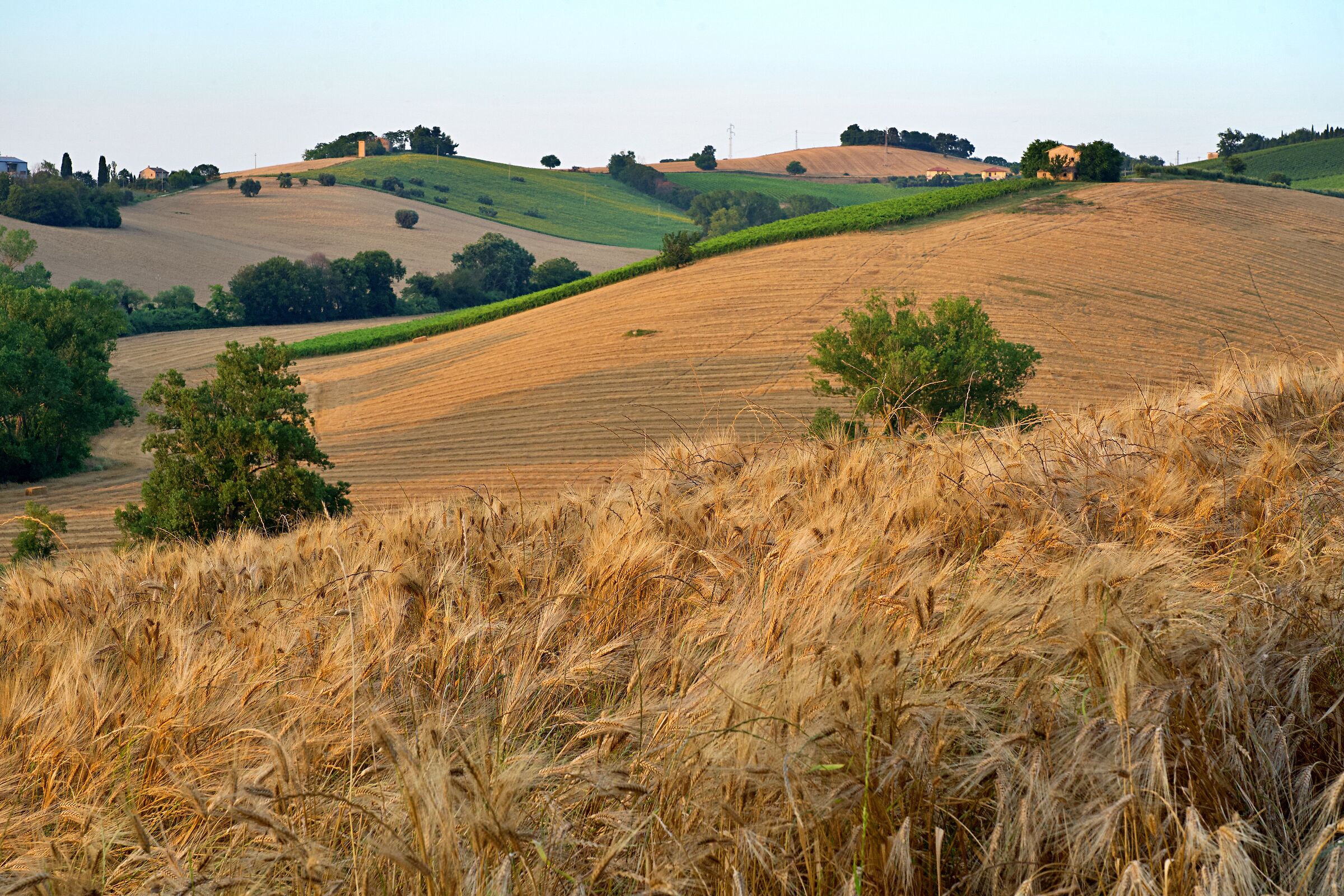 Wheat fields on the hills...