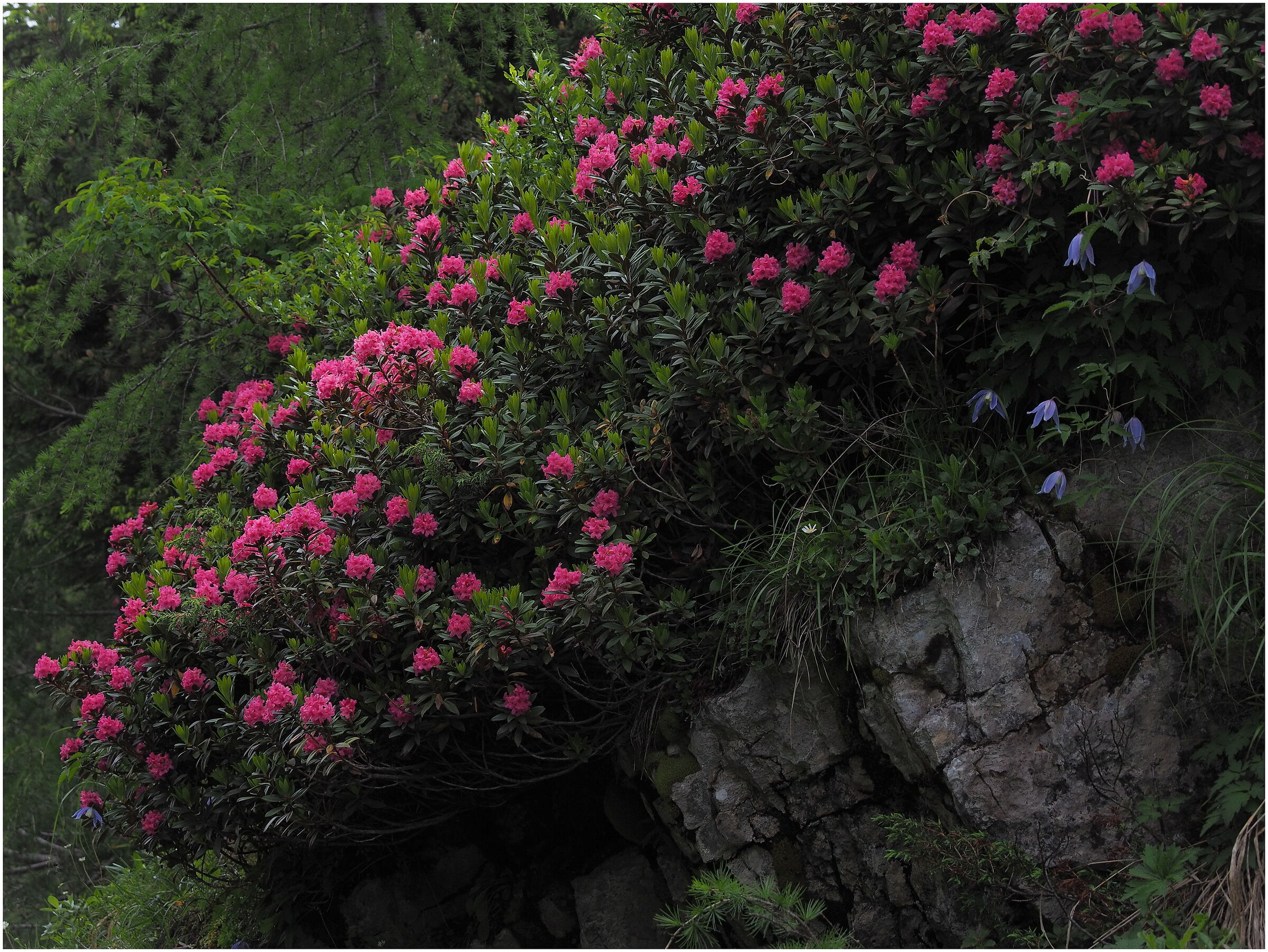 Rhododendrons...