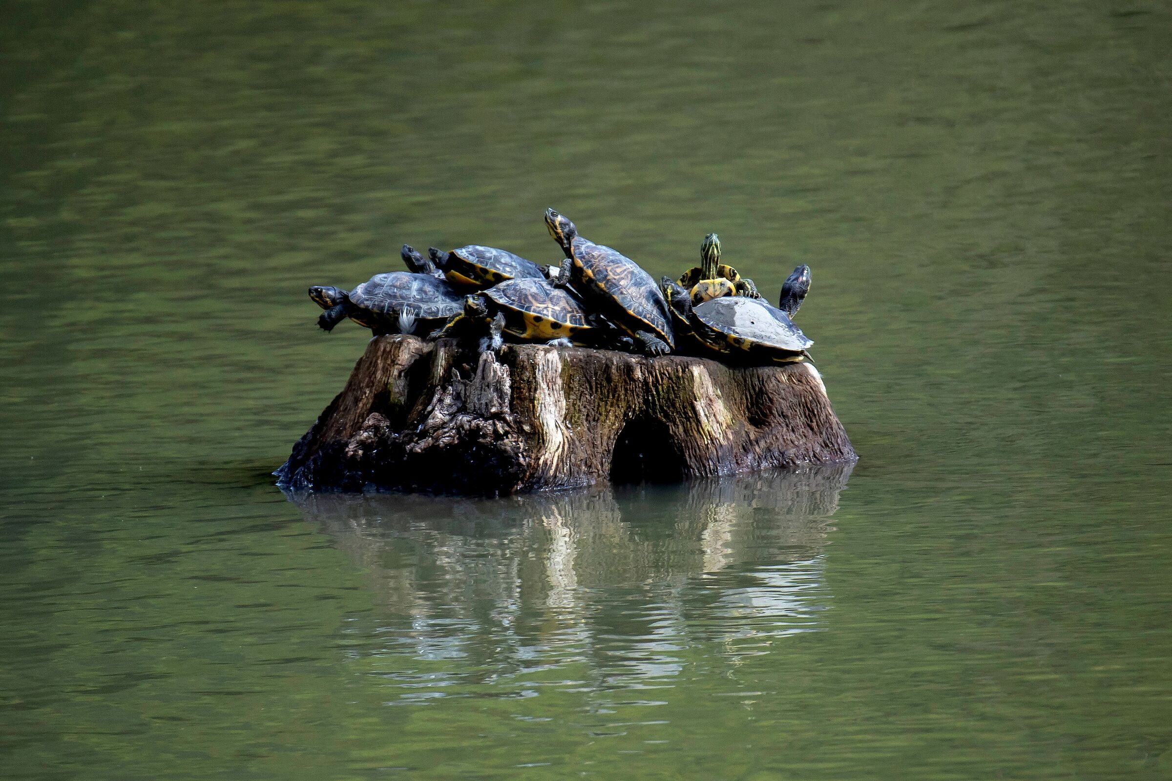 Bathing season... or Rimini turtle......