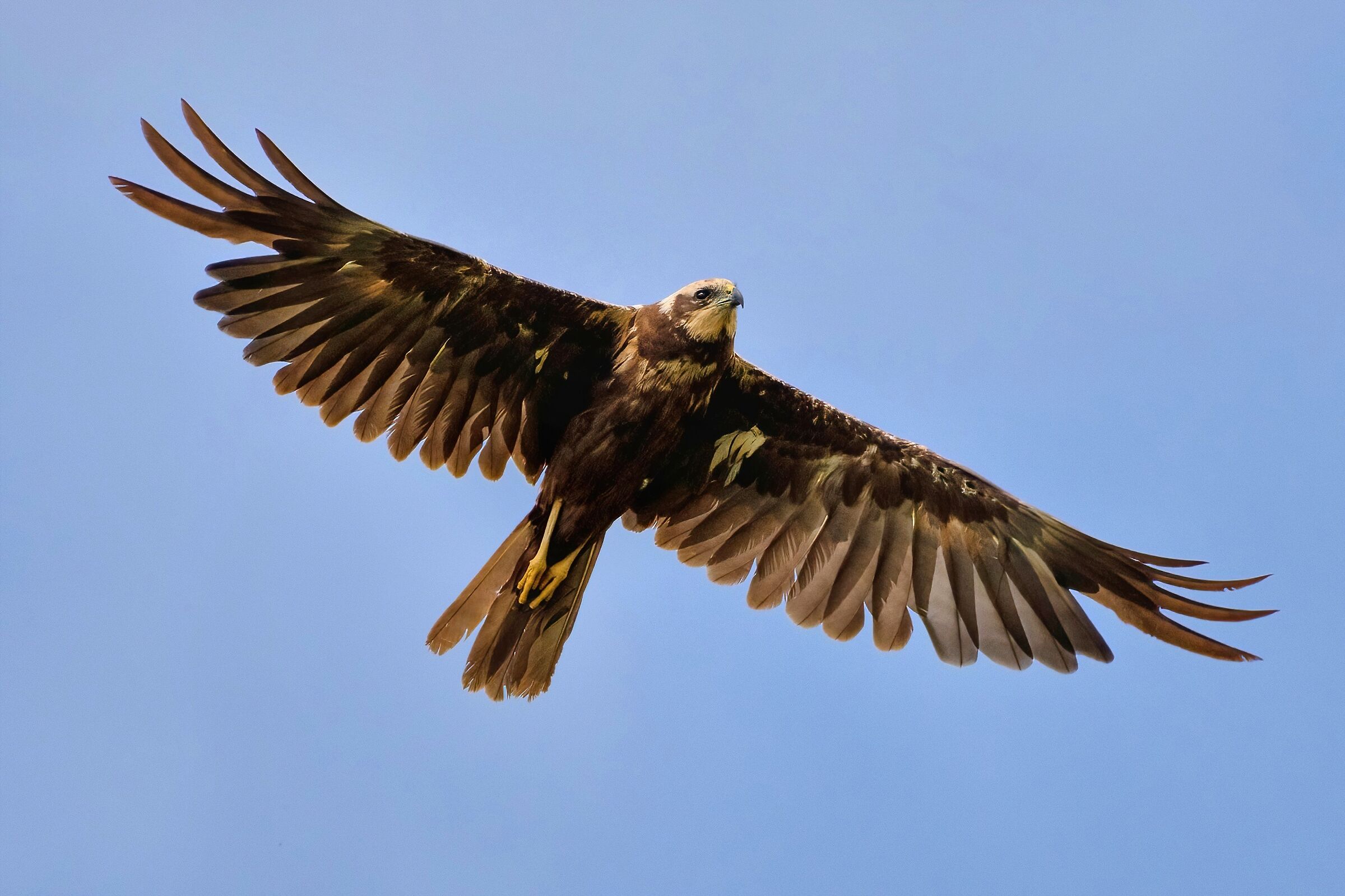 Falco di palude (Circus aeruginosus)...