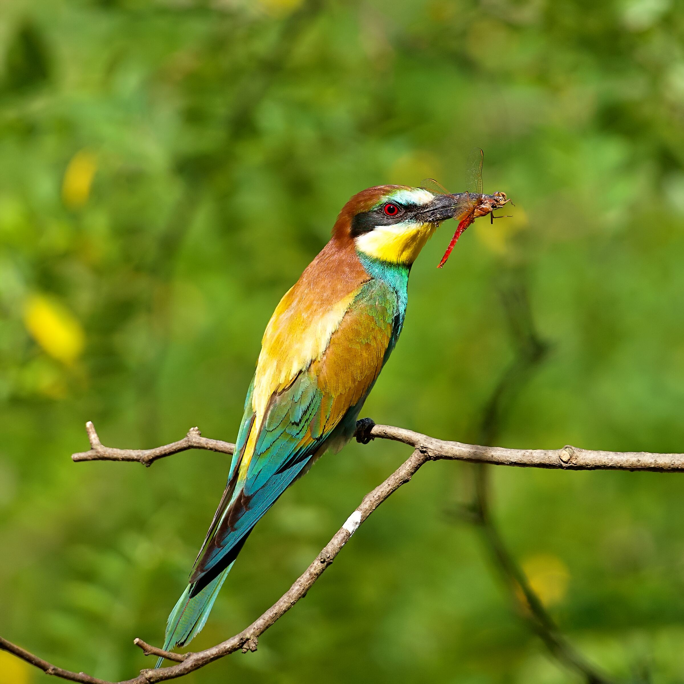 Bee-eater and its prey...