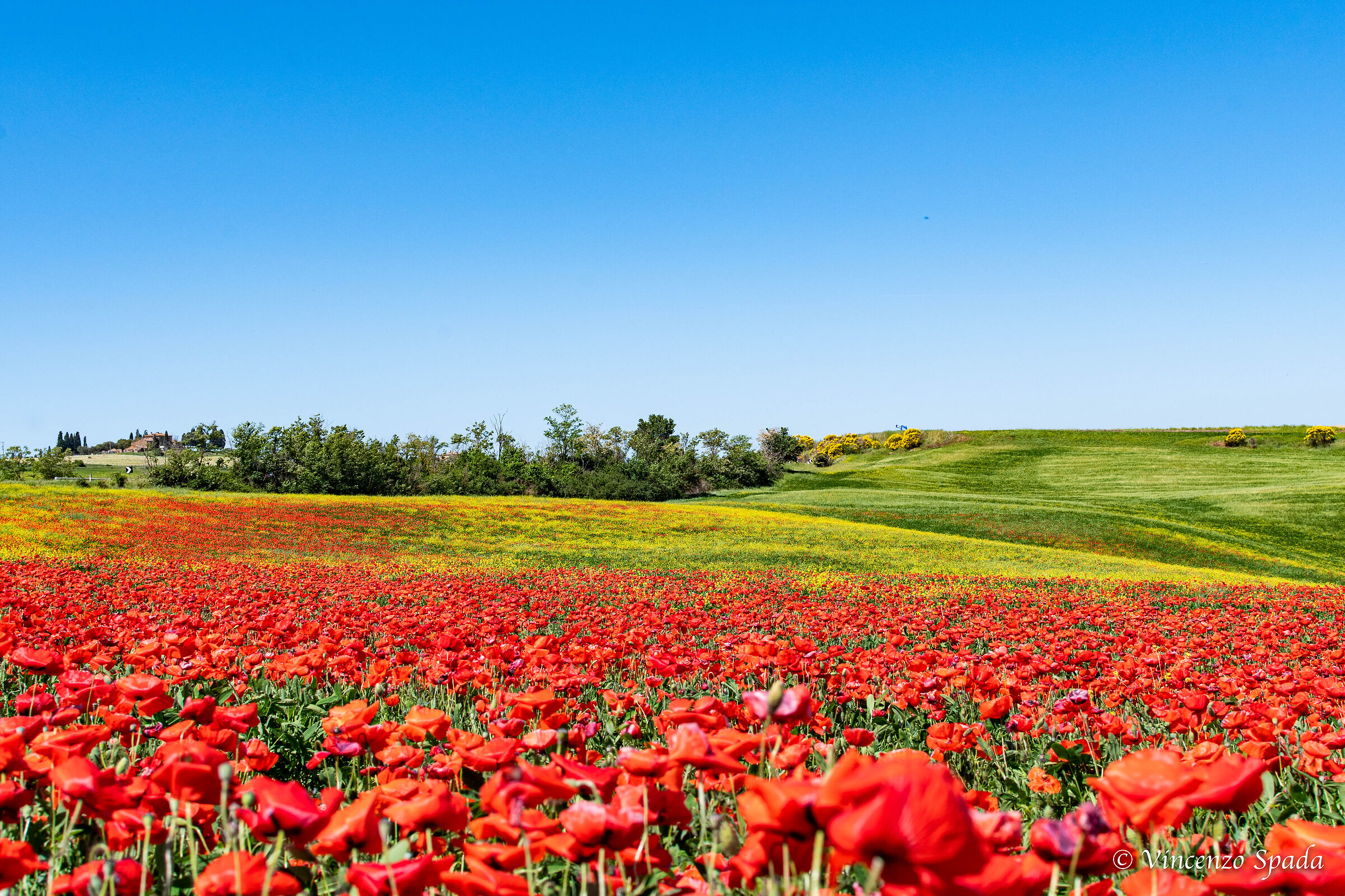 Poppies in Val d'Orcia...