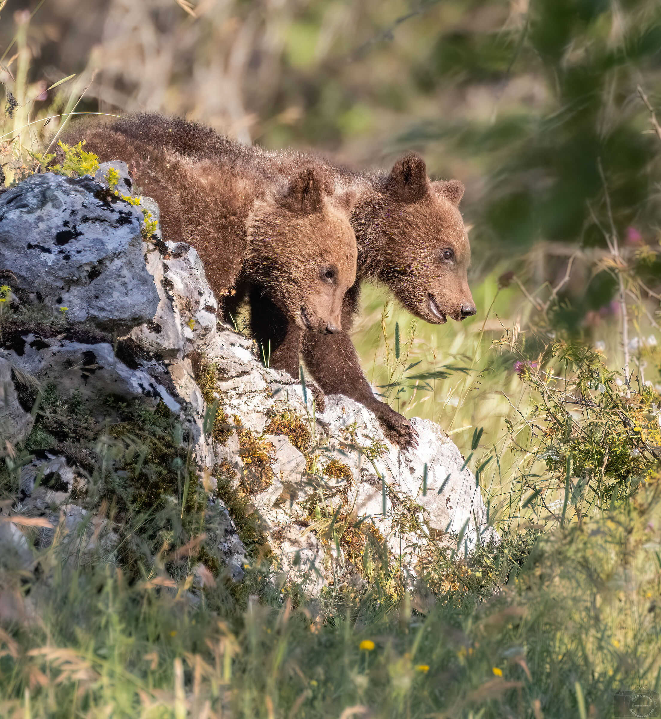 Marsicano bear cubs....