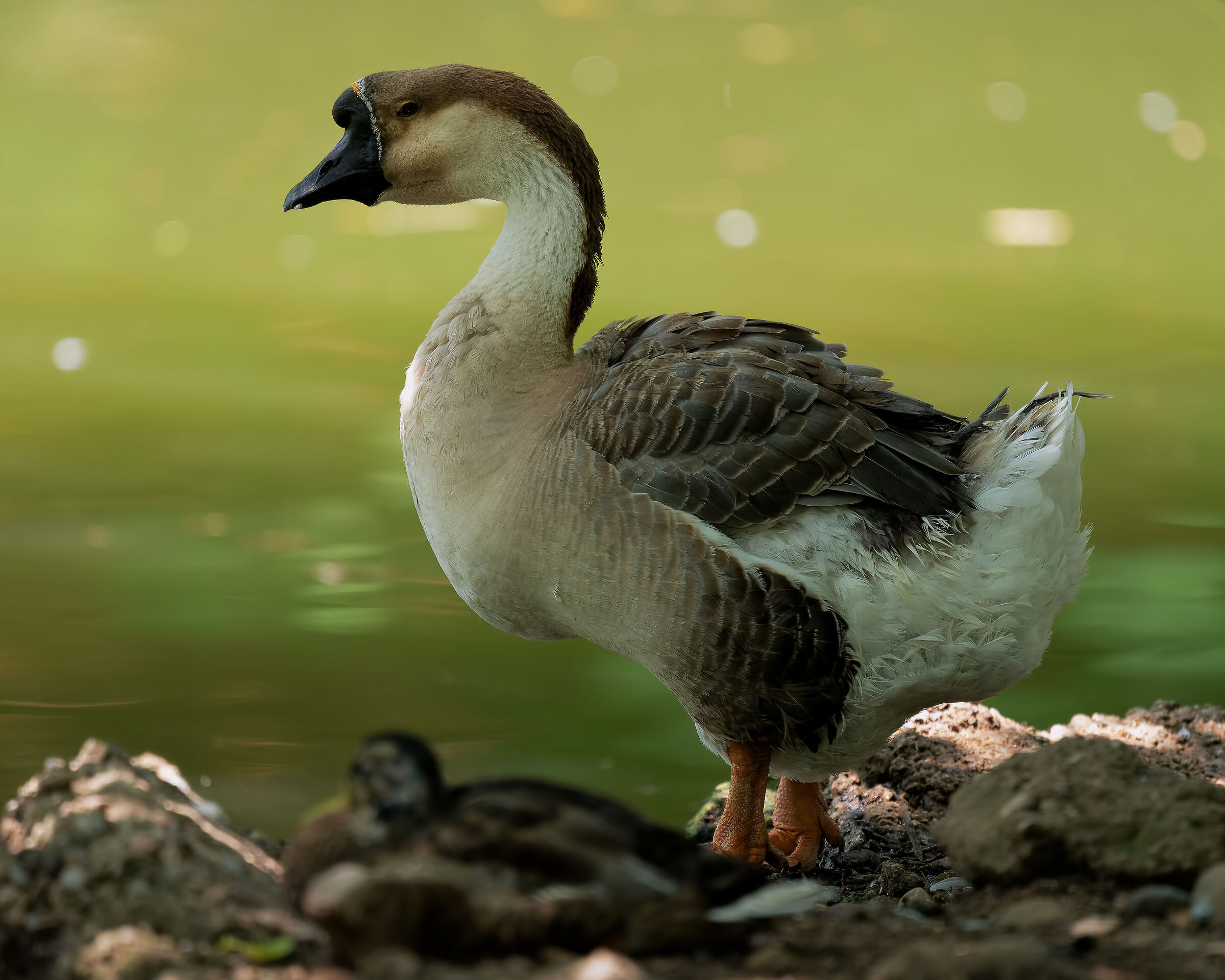 Swan goose ...